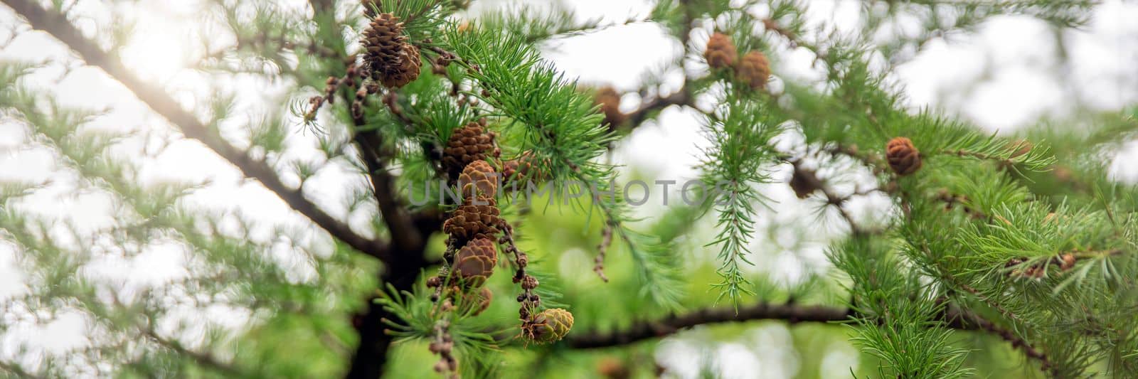 Japanese larch. Fresh green leaves of Japanese larch, Larix kaempferi in summer. Larch cones on a branch. by SERSOL