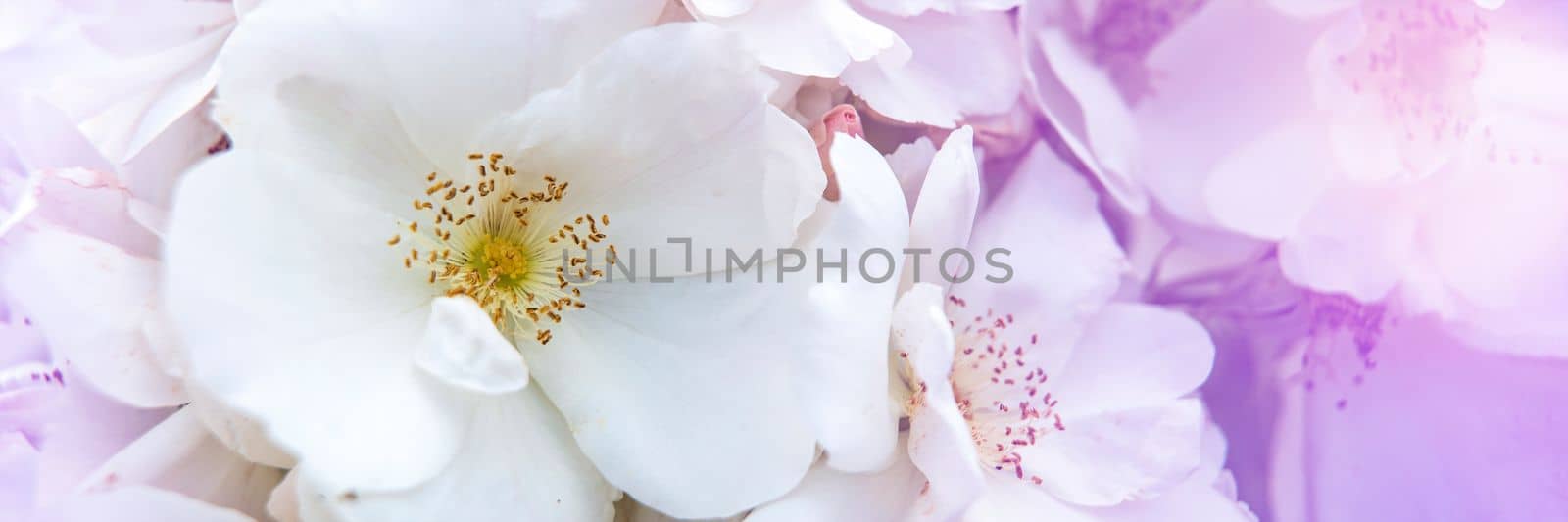 Rose flower Morden Snowbeauty. Blooming white rose. shrub group