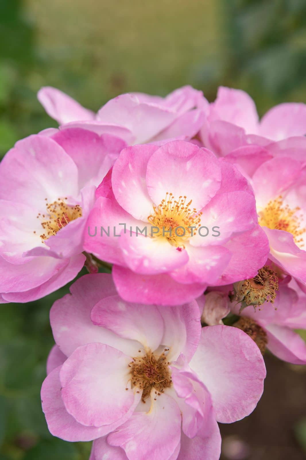 harkness rosa. Rose with small pink flat flowers with glow from the sunset.