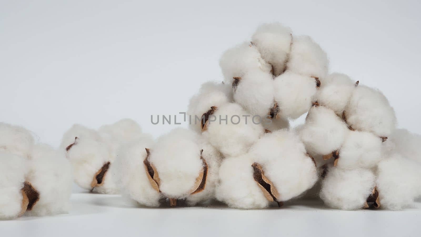 Real white color organic cotton flowers in studio shot that imported from Holland which represent nature pureness fluffy and softness and gentle to skin and show texture that suitable for t-shirt or pants in textile industry