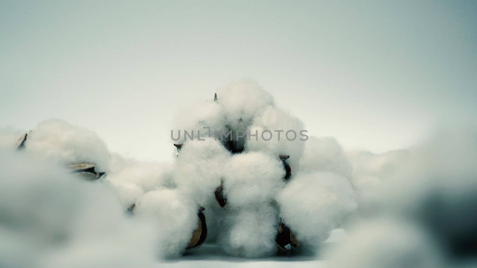 Real white color organic cotton flowers in studio shot that imported from Holland which represent nature pureness fluffy and softness and gentle to skin and show texture that suitable for t-shirt or pants in textile industry