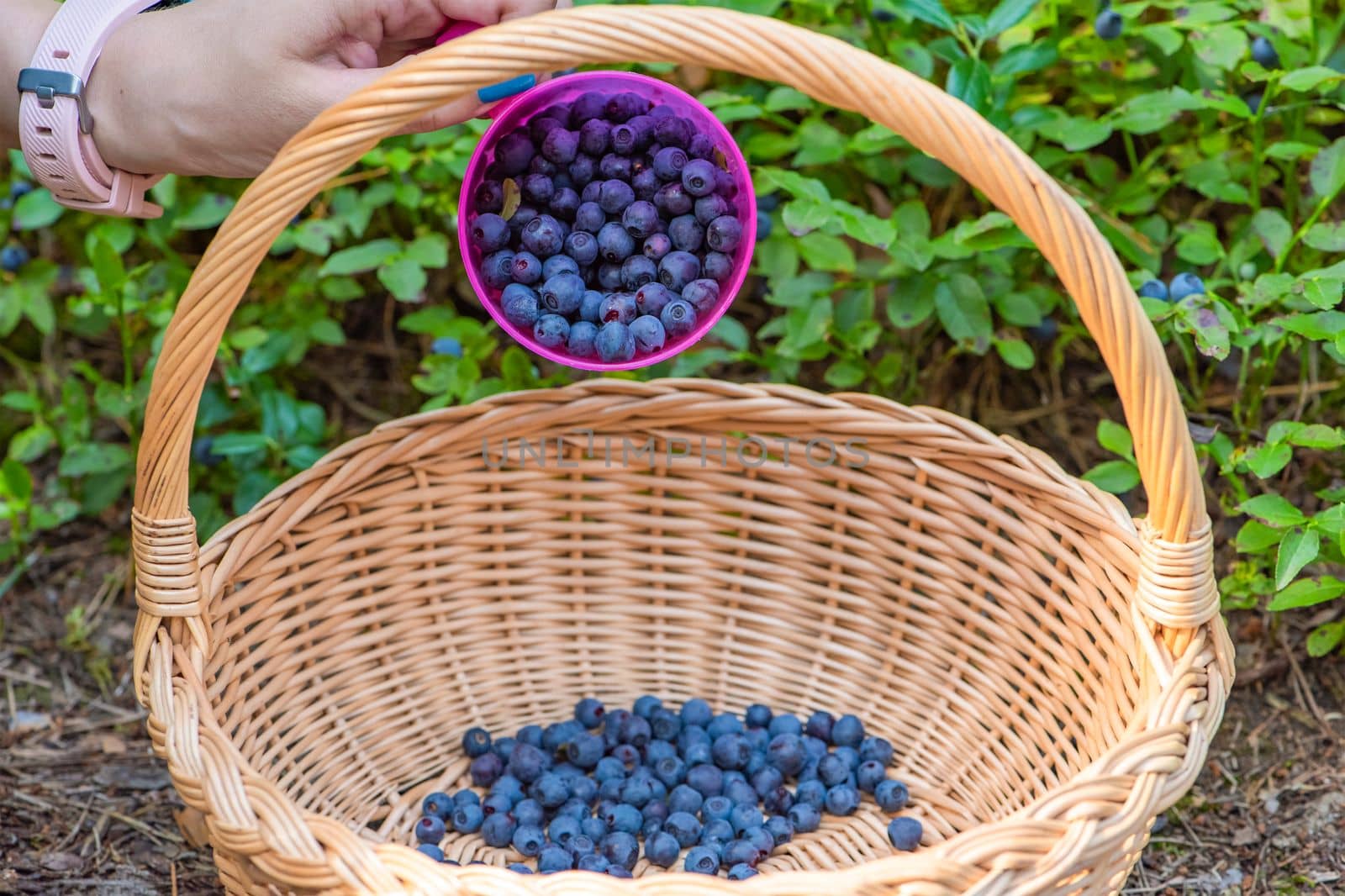 Blueberry picking season. Basket with ripe blueberries in the forest. A mug full of ripe juicy wild blueberries as a concept for picking summer berries in the forest.