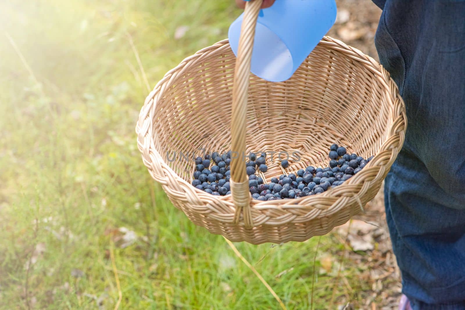 Basket with blueberries close-up. Berry picking season. Collect blueberries in a basket.