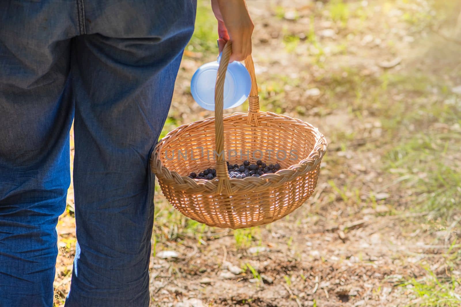 Picking blueberries. A woman walks early in the morning through the forest, picking blueberries. Basket with blueberries in hand