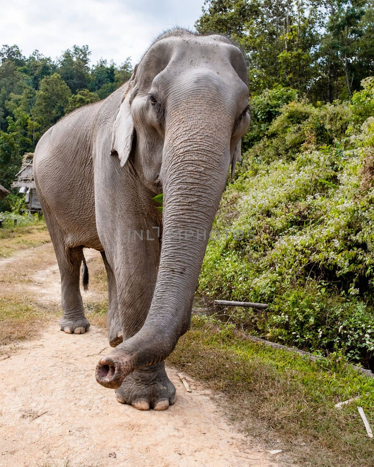 An Elephant in the jungle at a sanctuary in Chiang Mai Thailand, Elephant farm in the mountains jungle of Chiang Mai Thailand. 