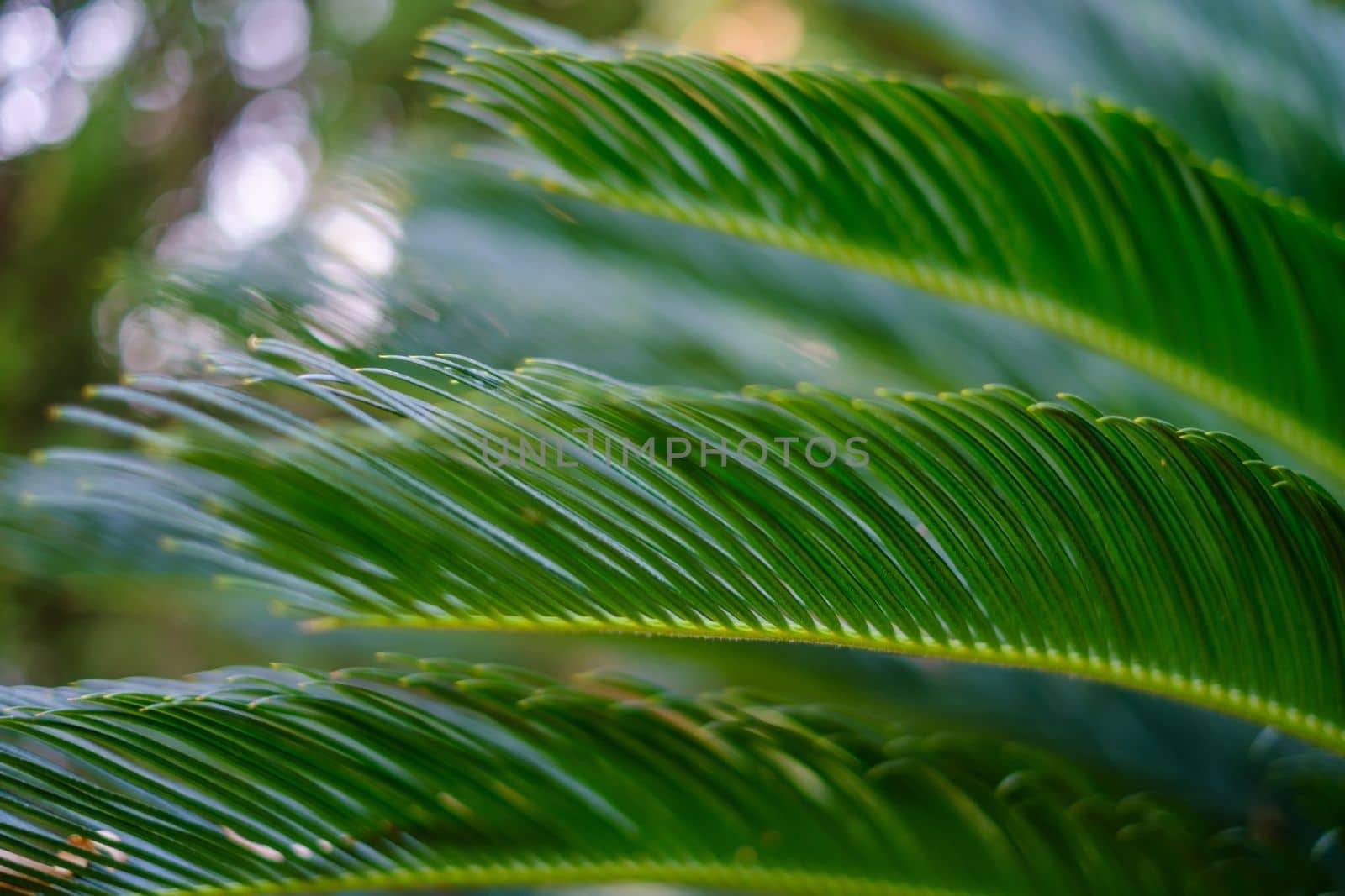 Green tropical palm leaves, floral pattern background by koldunov