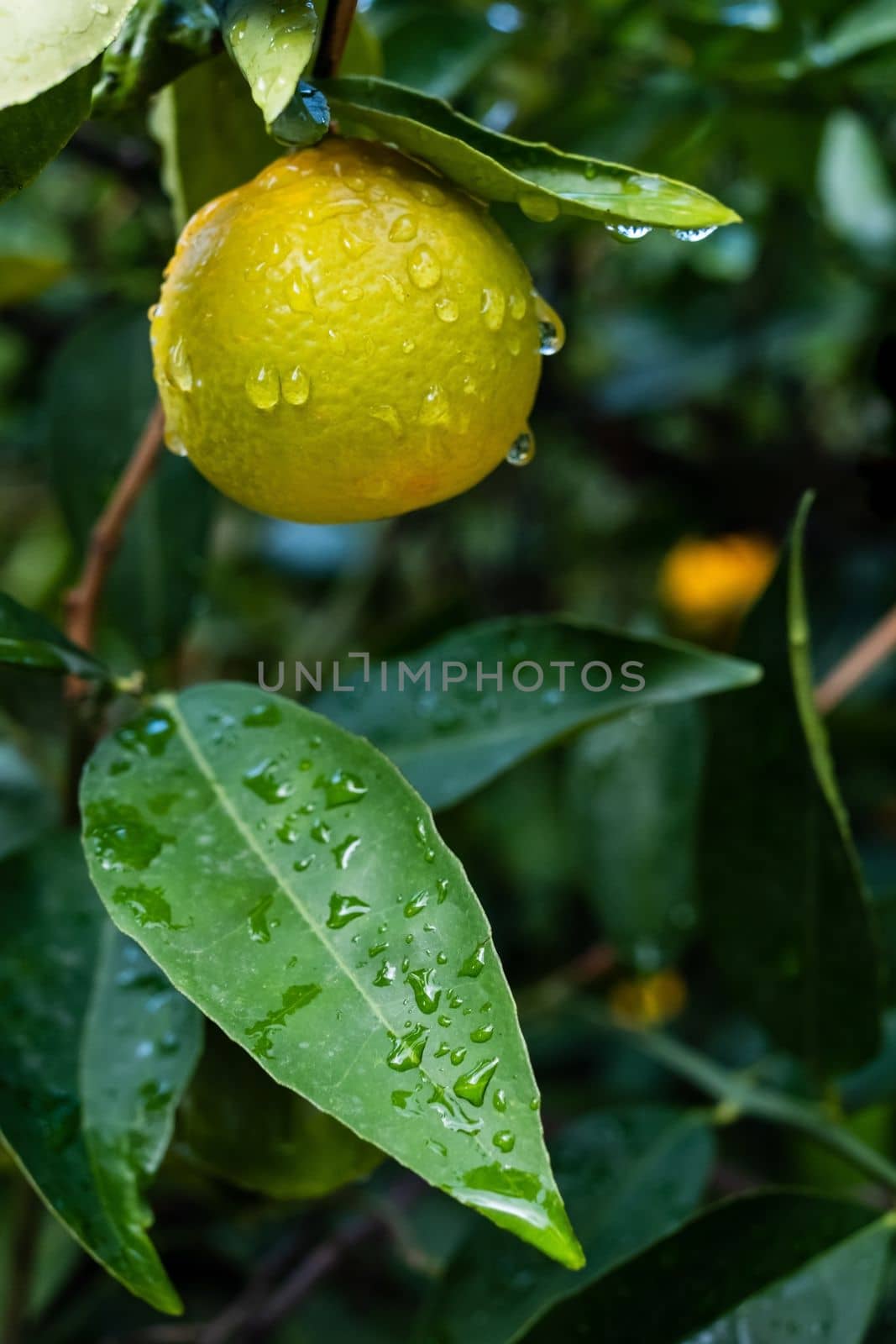 Ripe oranges on tree branches in an orange garden with water drops by koldunov