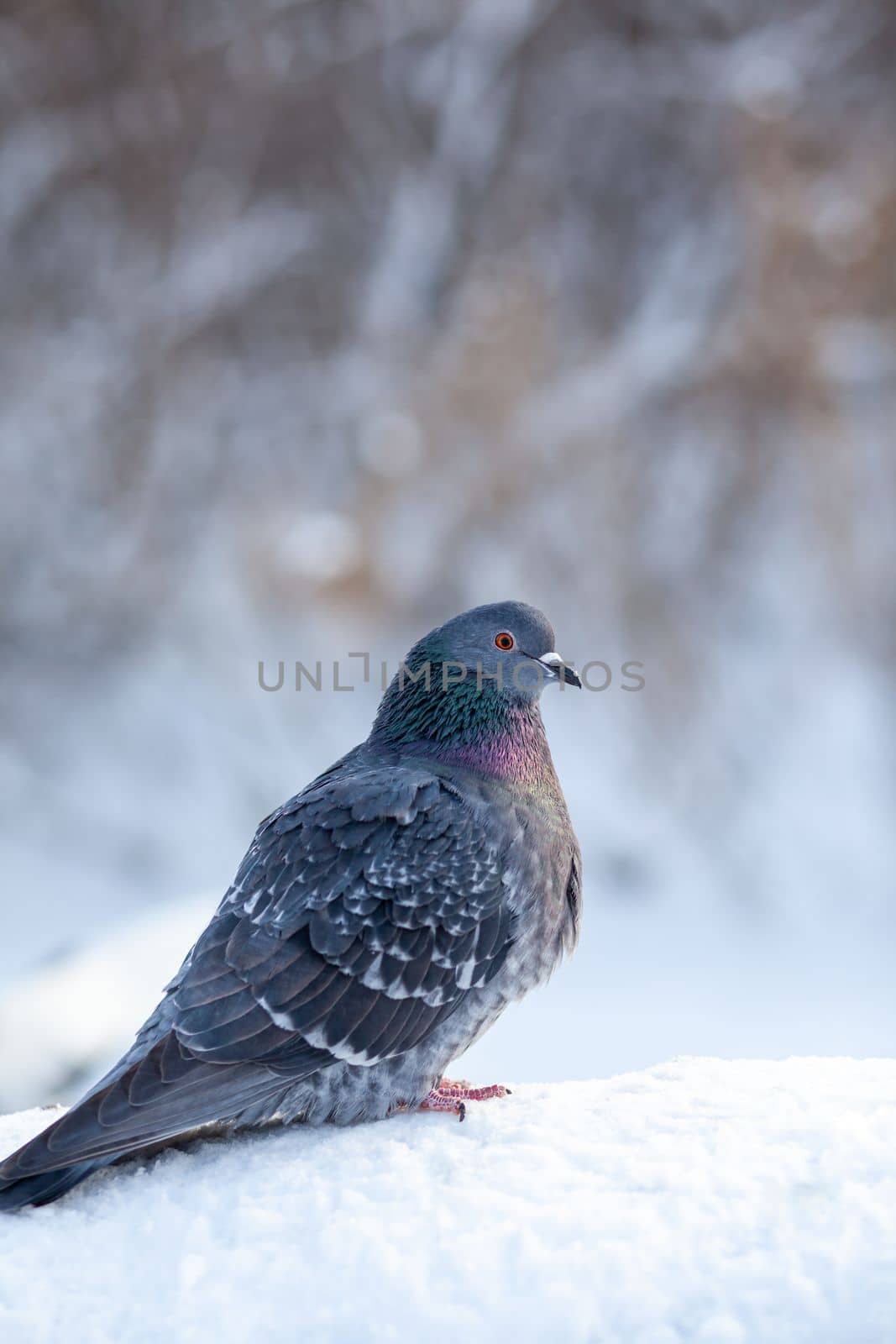 A beautiful pigeon sits on the snow in a city park in winter. Close-up of pigeons in winter on the square in the park. Birds in the cold are waiting for food from people.