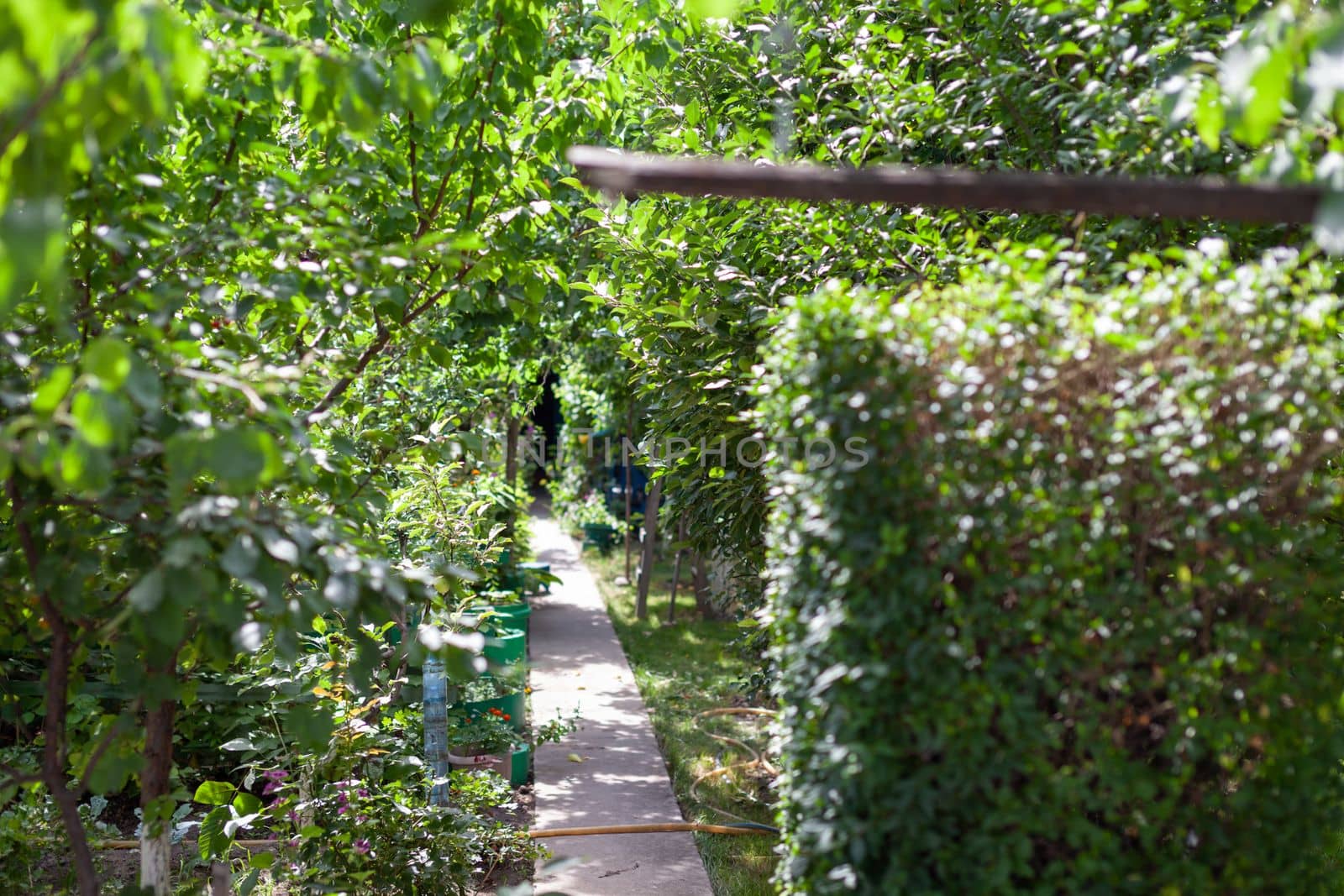 A large home garden of fruit trees. A beautiful and dense garden of apple and apricot trees with lush green foliage.