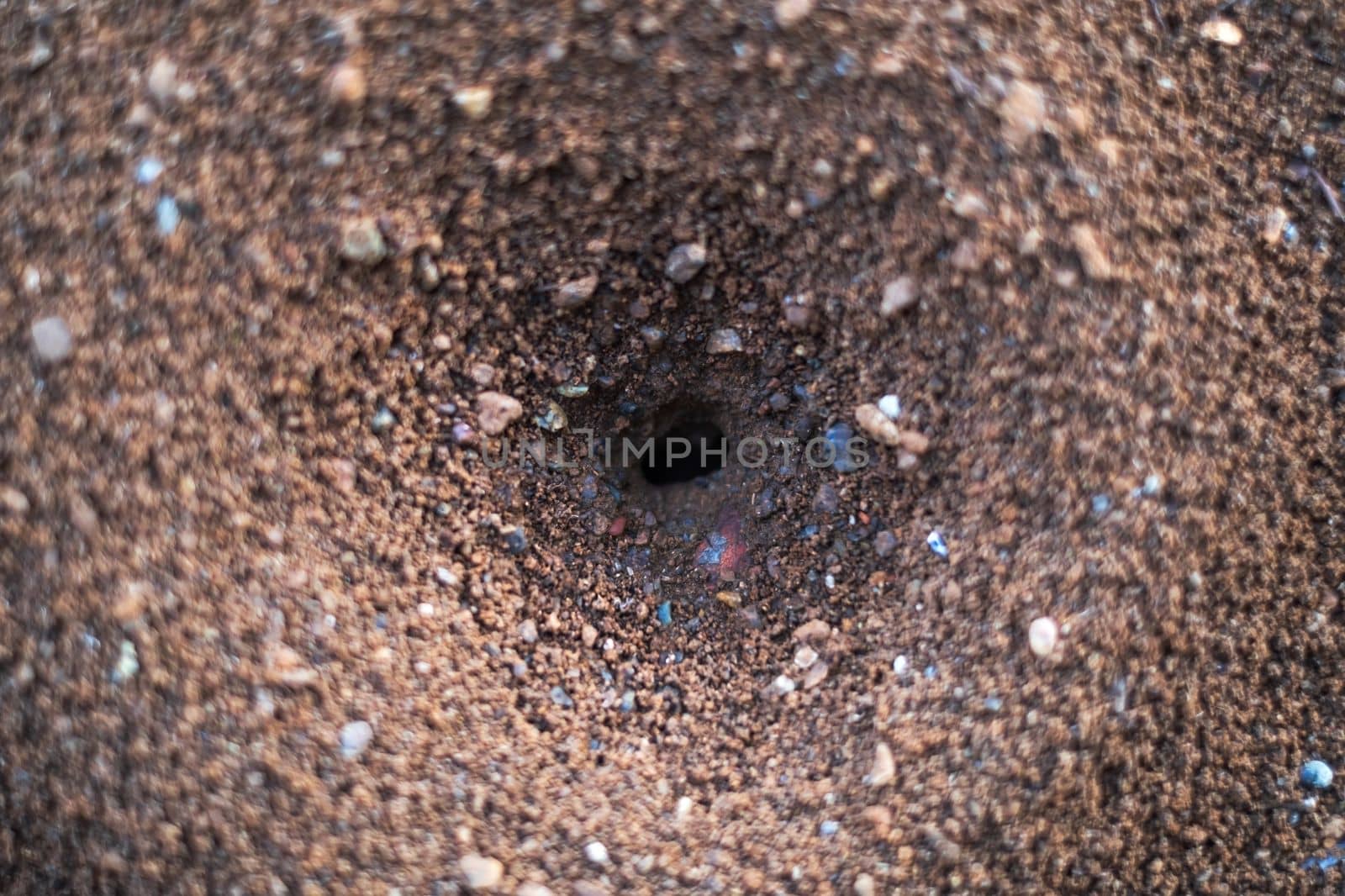 nest of ants on the ground. High quality photo