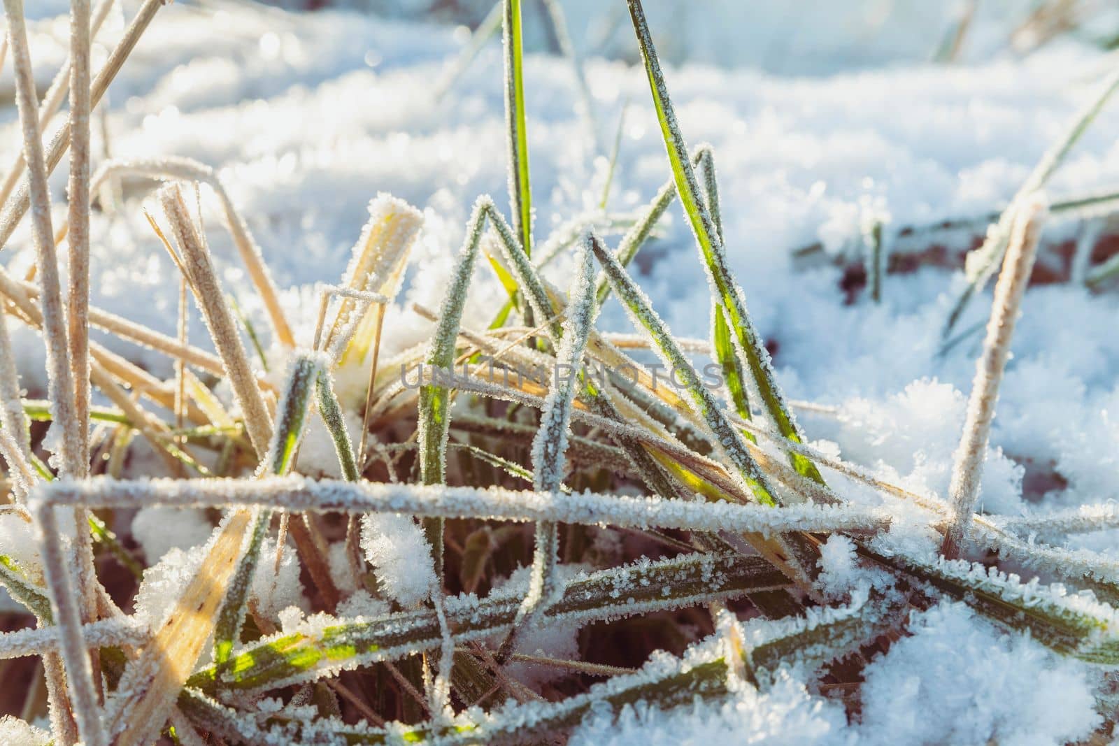 Frost covered grass at dawn in Denmark.