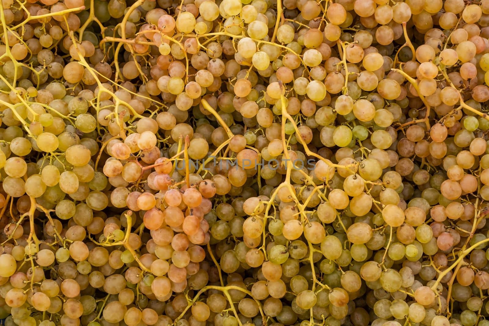  Grape in the bazaar sall. sale, shopping and eco food concept