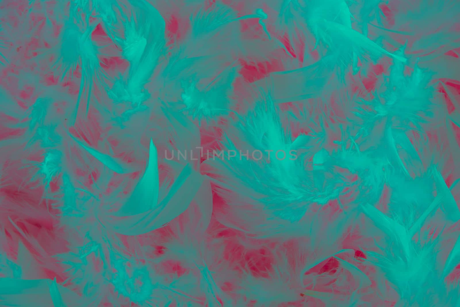 background of turquoise feathers on pink beautiful tactile soft surfaces and texture, High quality photo