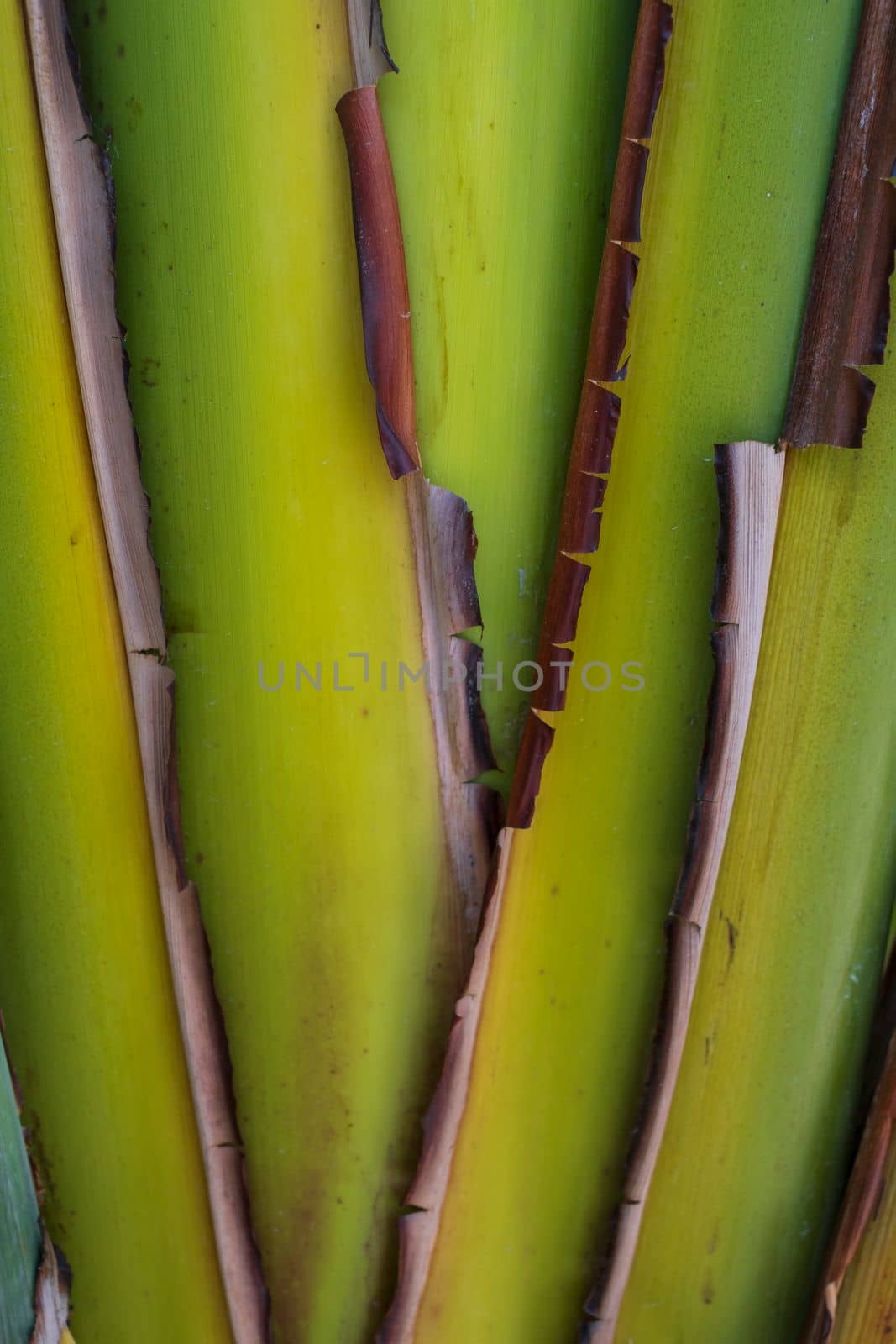 Creative layout made of green leaves. Flat lay. Nature concept. High quality photo