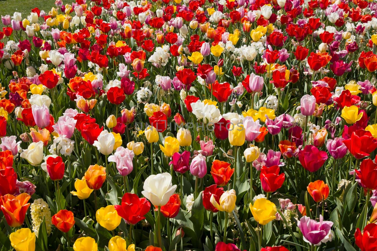 spring flower beds of blooming colorful pink purple tulips in a large park, High quality photo