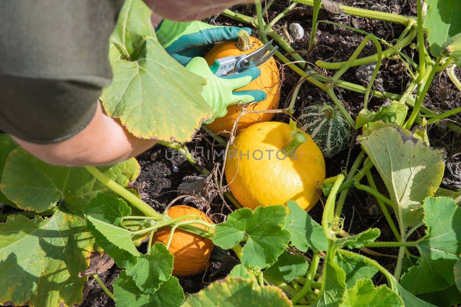 a woman gardener in gloves cuts ripe pumpkins from the leaves with scissors in her garden. High quality photo