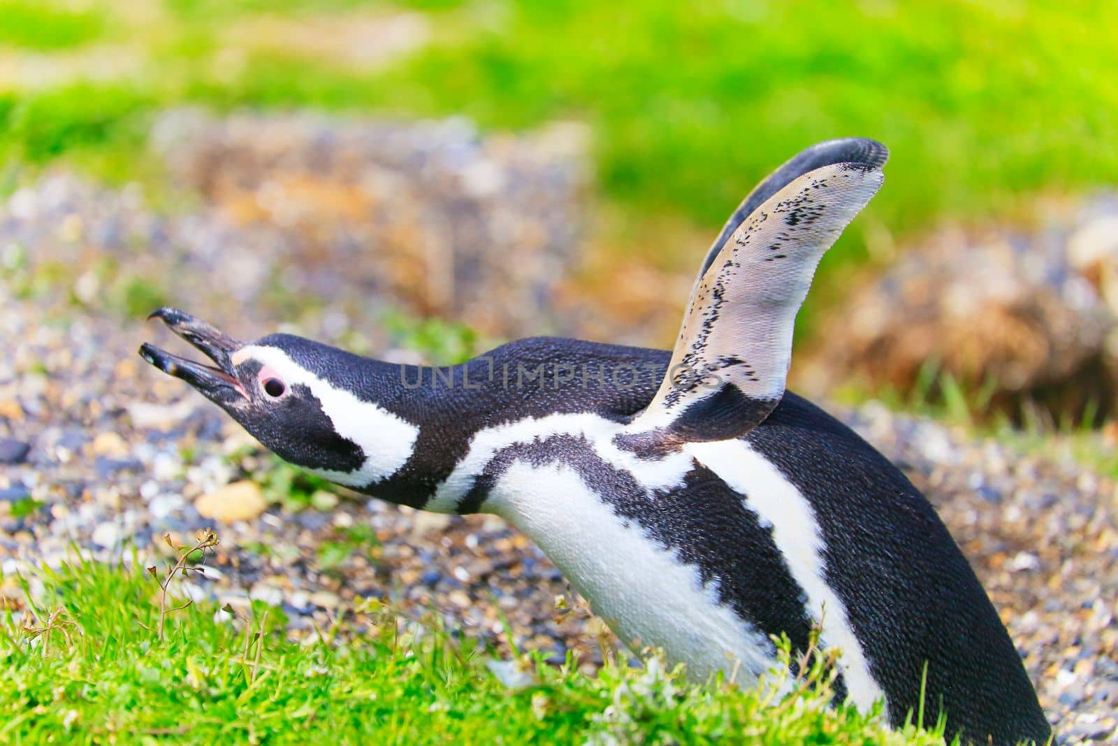 Cute Gentoo Penguins in Tierra Del fuego, Ushuaia, Argentina South America