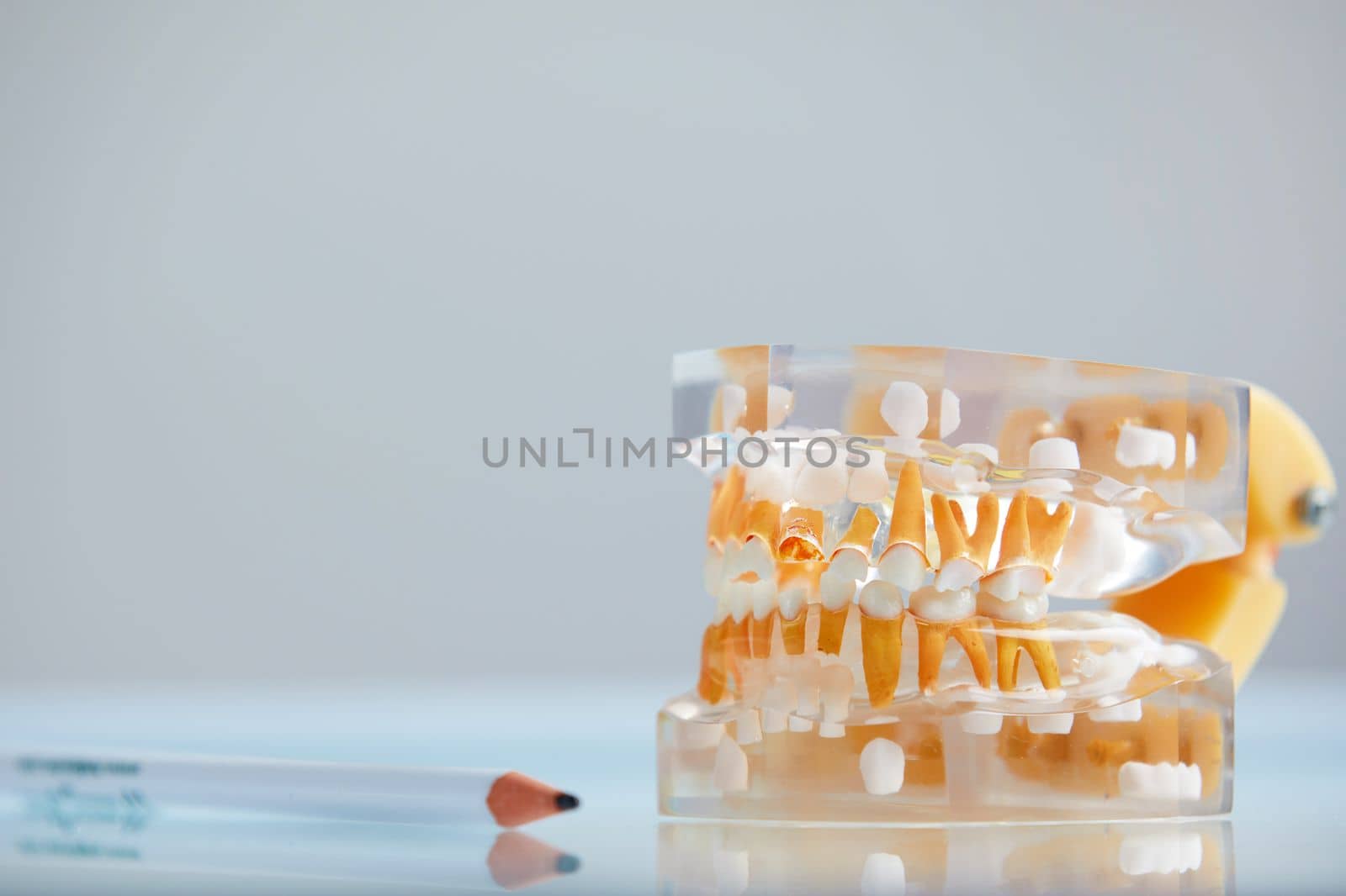 Dental teeth 3d transparent model of a real jaw