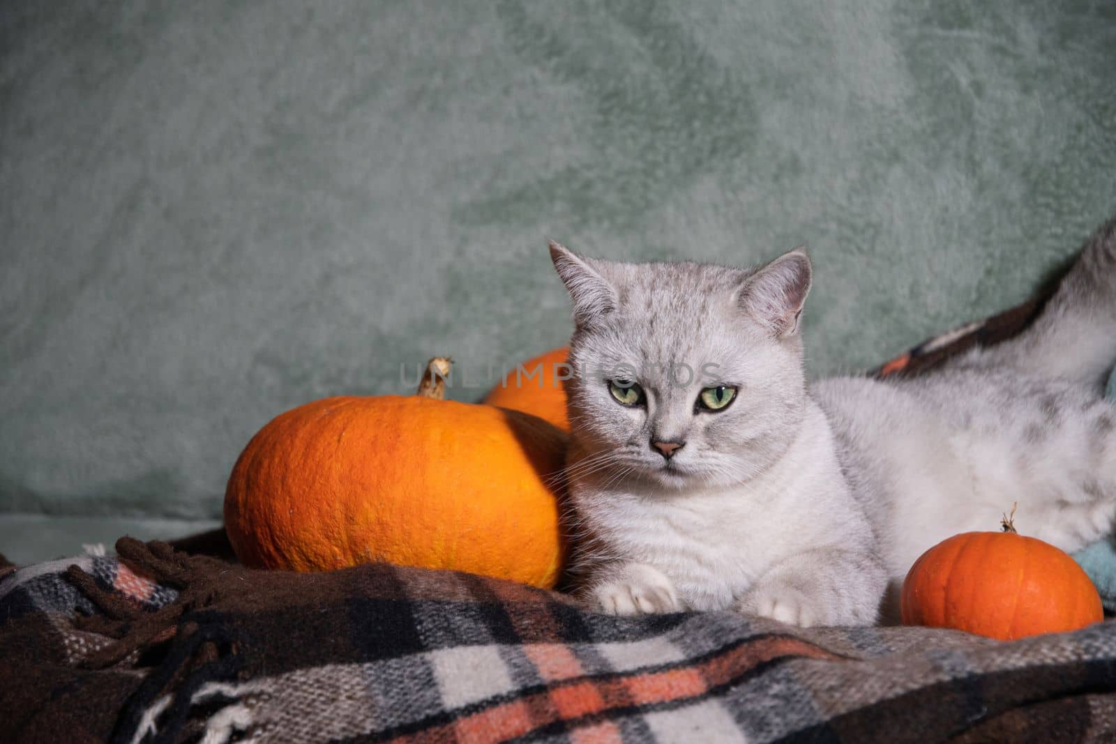 gray Scottish kitten on a plaid blanket on a sofa surrounded by orange pumpkins, cozy autumn room decor, Cat and pumpkins. High quality photo