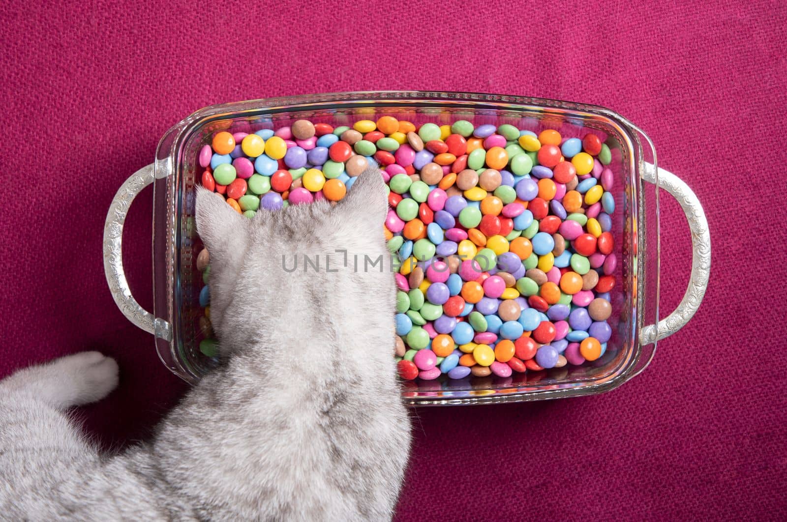 curious kitten looks at multi-colored round candies, bright and colorful background, High Quality Photo. High quality photo