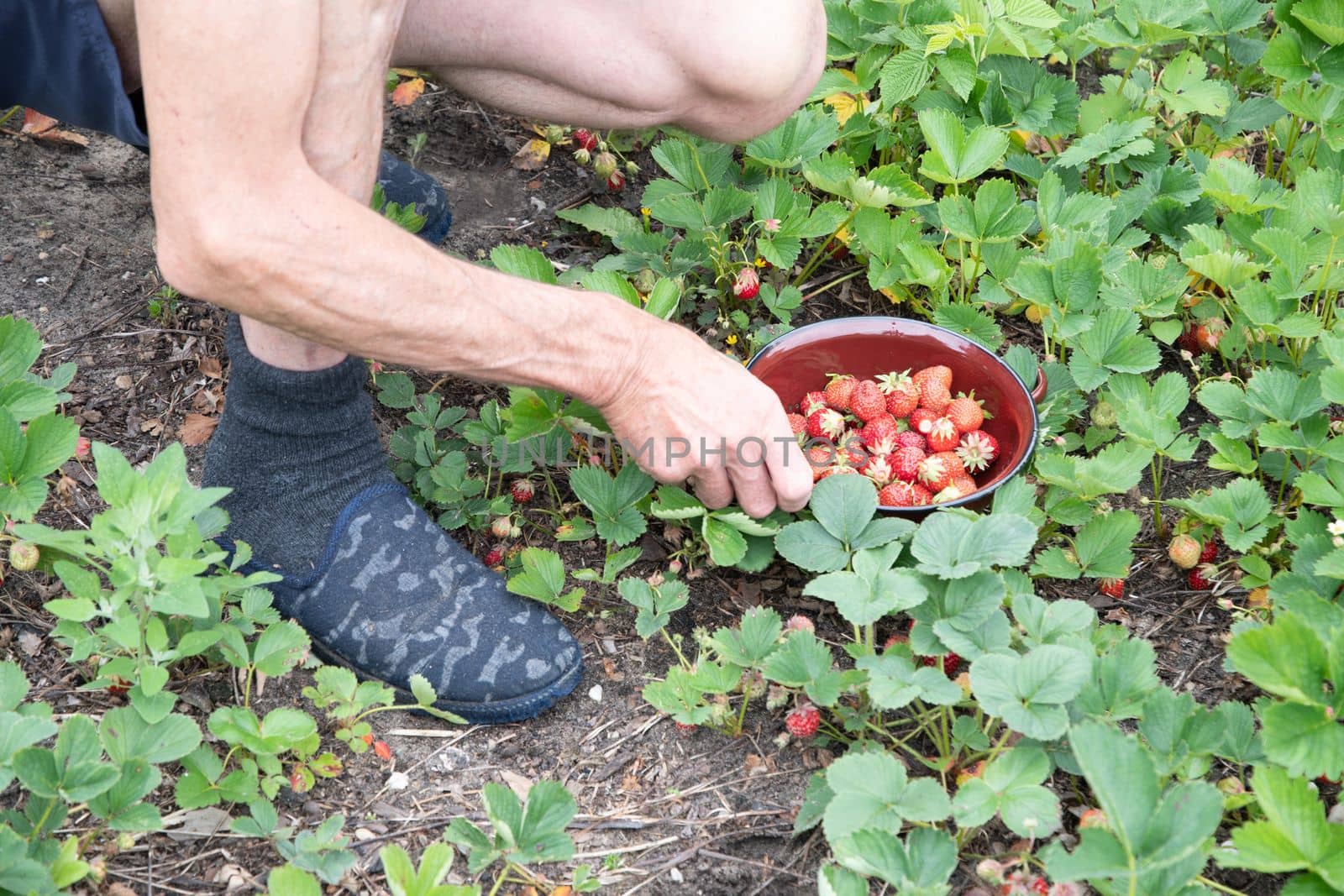a man picks strawberries in his palm, a large harvest of berries, summer fruit picking, male hands hold a handful of ripe strawberries. High quality photo