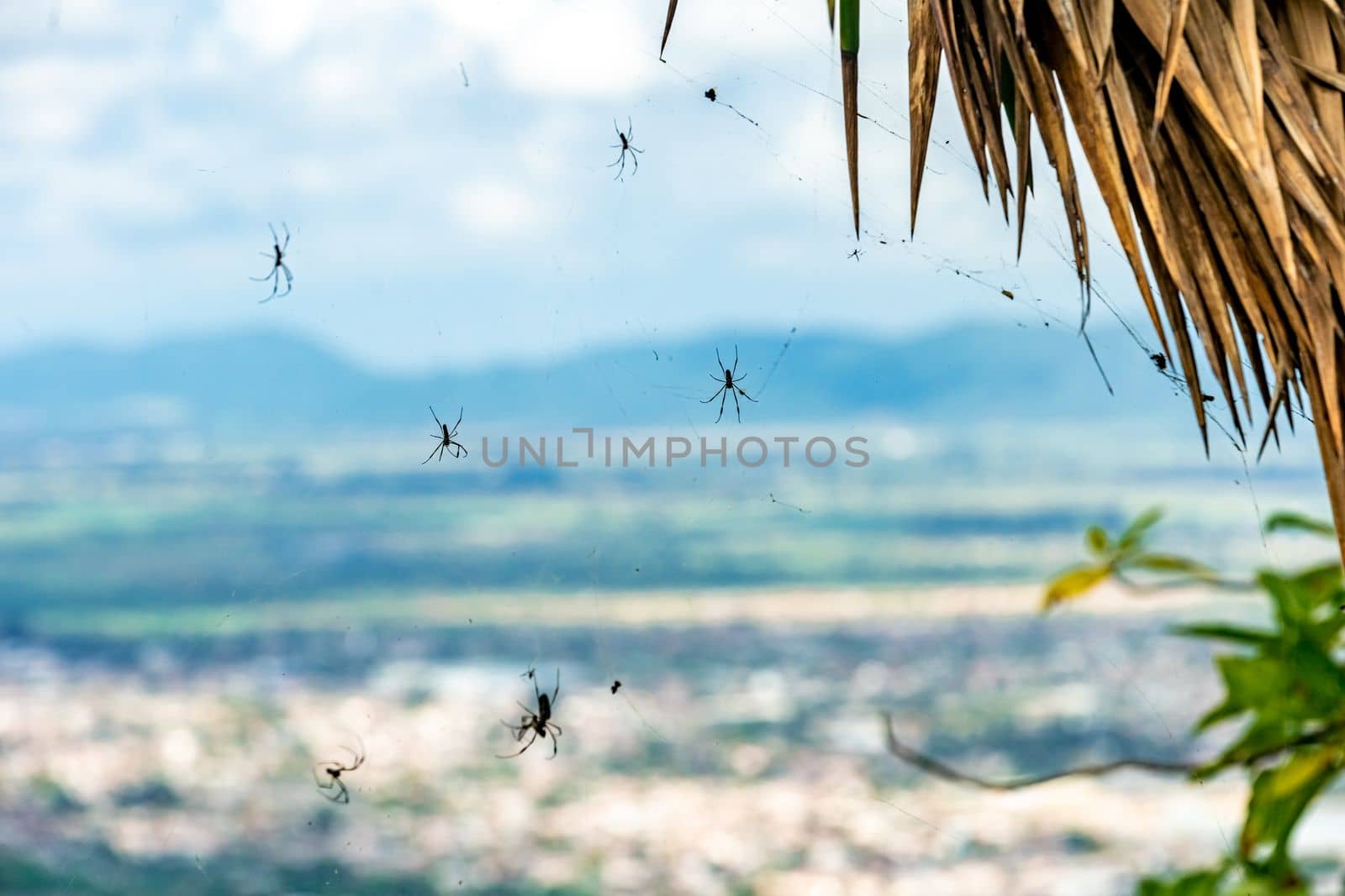 spiders in a web on a tree in nature by Edophoto