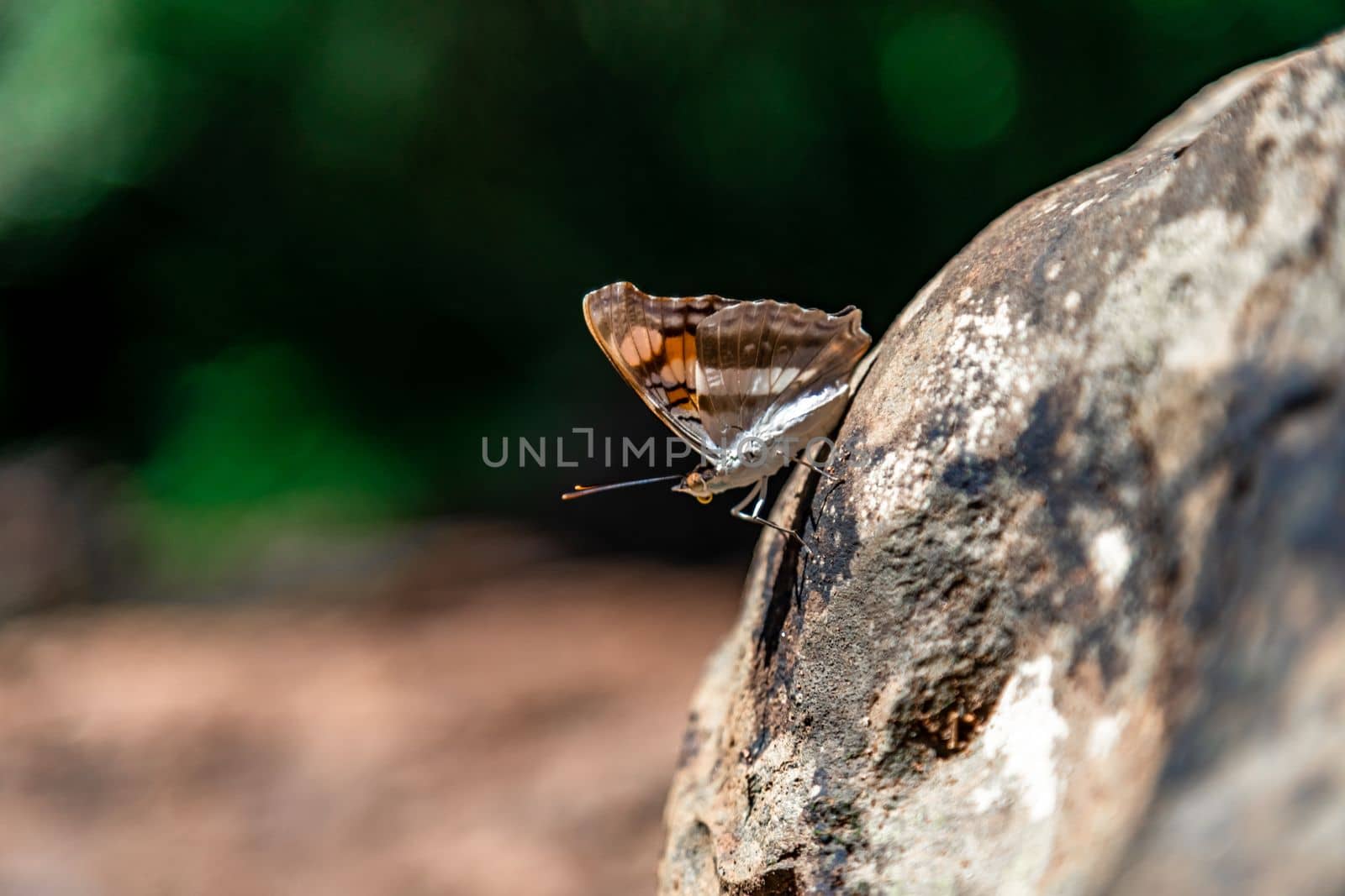 butterfly in nature on the meadow. 