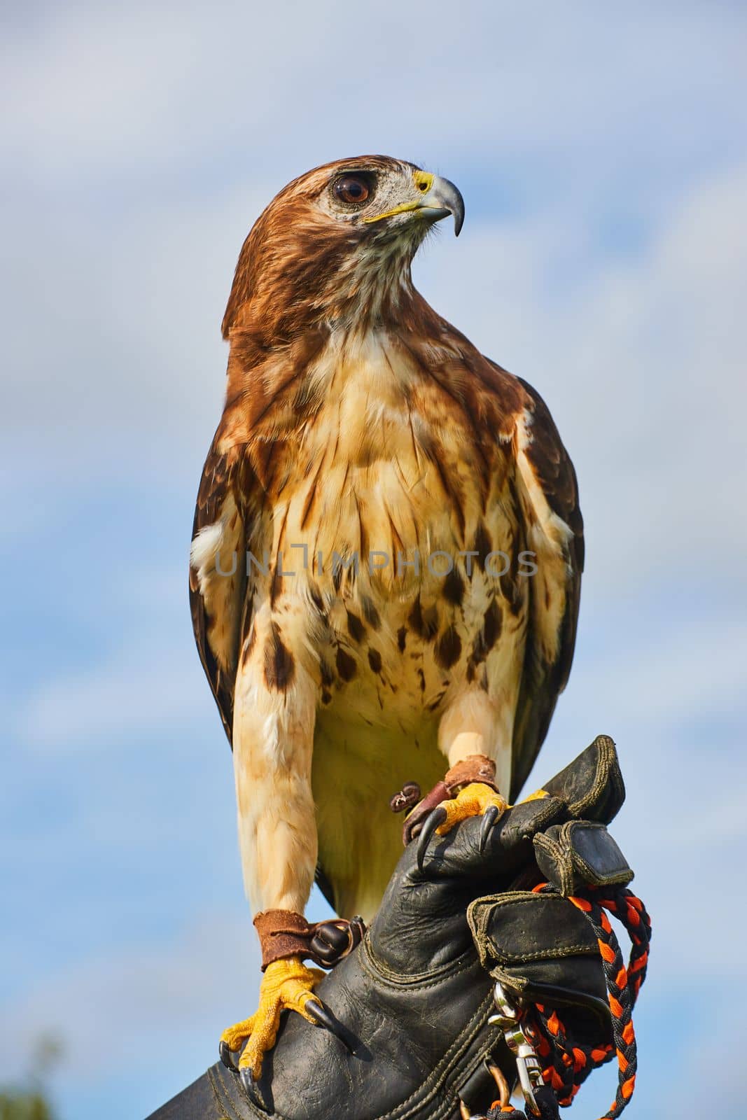 Image of Magnificent Broad-winged Hawk resting on leather glove of trainer