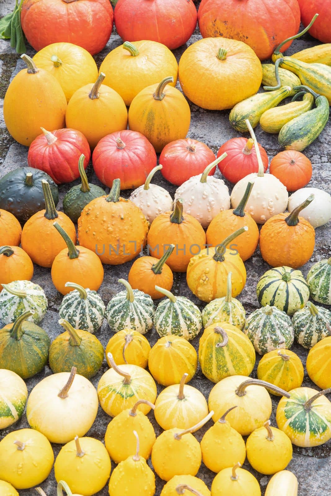 a large harvest of bright multi-colored pumpkins in the garden, vegetables by KaterinaDalemans