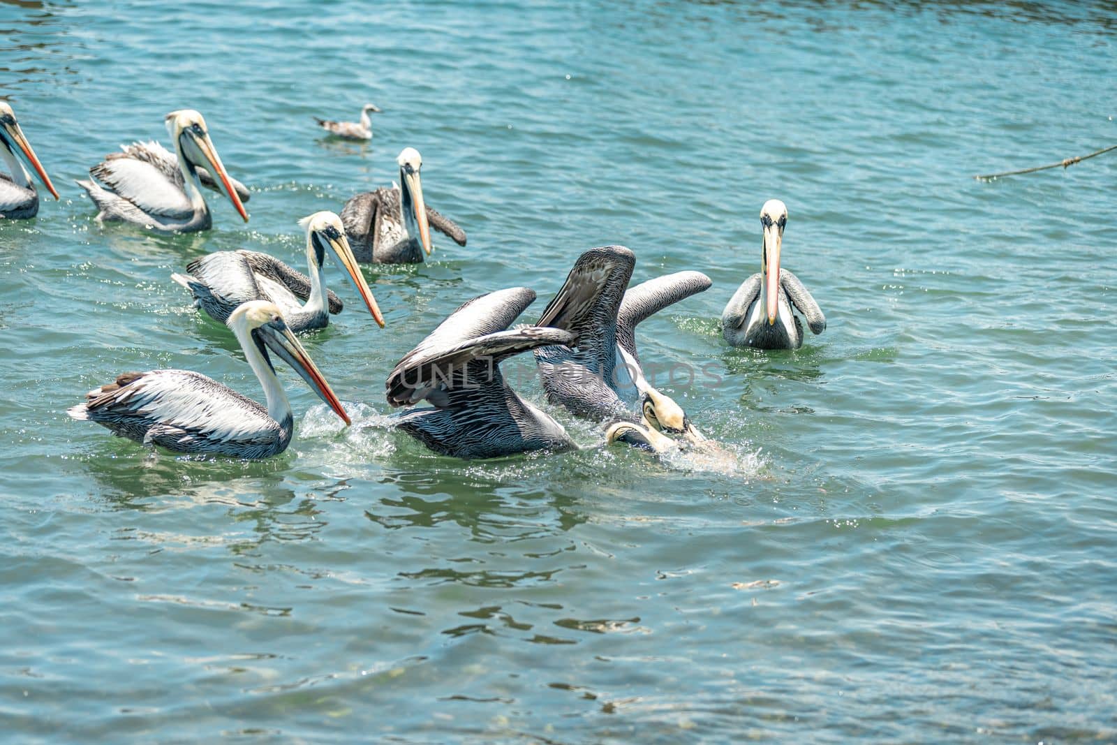 pelicans fight for food in the ocean water. 