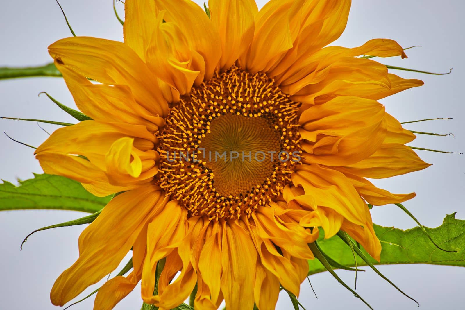 Image of Up close to sunflower in soft morning light with foggy background