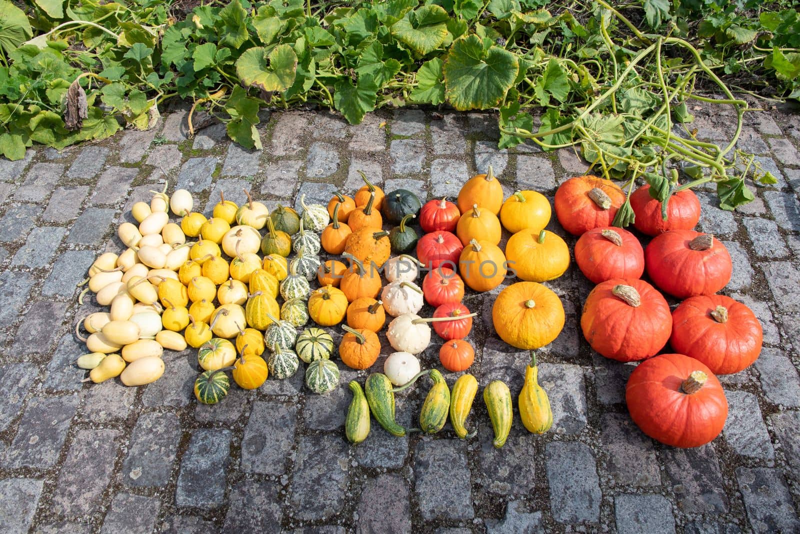 a large harvest of bright multi-colored pumpkins in the garden autumn harvest of fruits and vegetables. High quality photo