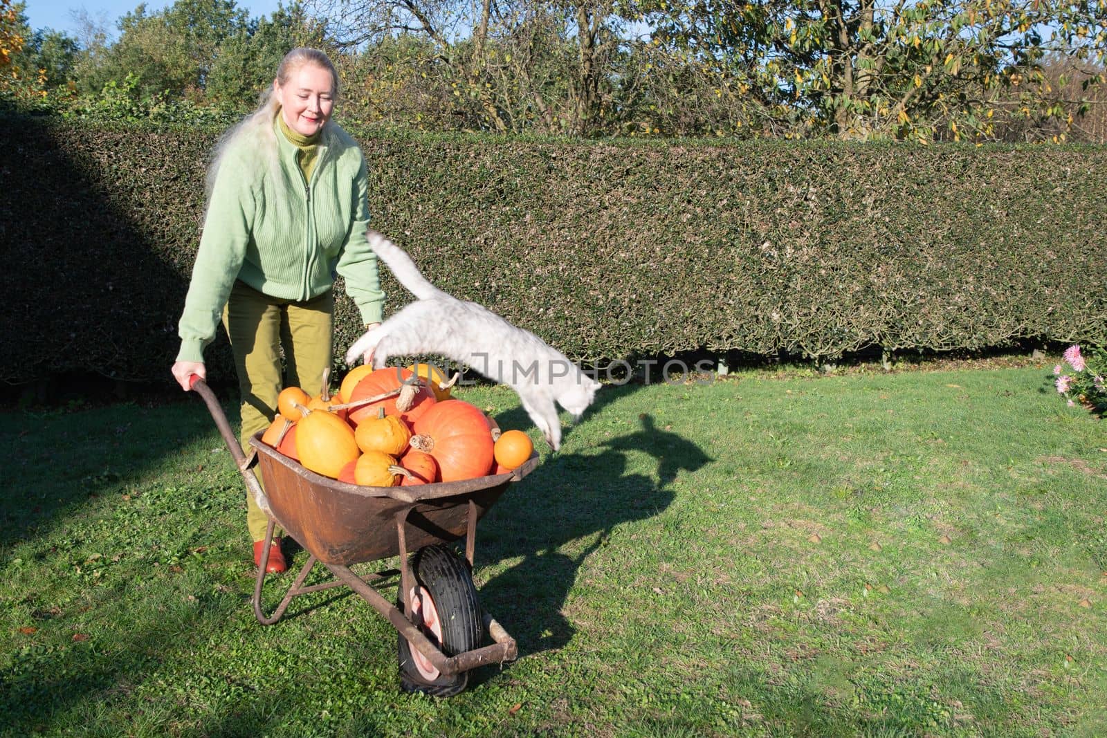 middle-aged blonde woman at a large cart with ripe pumpkins and a small Scottish breed kitten harvest vegetables and fruits Thanksgiving. High quality photo