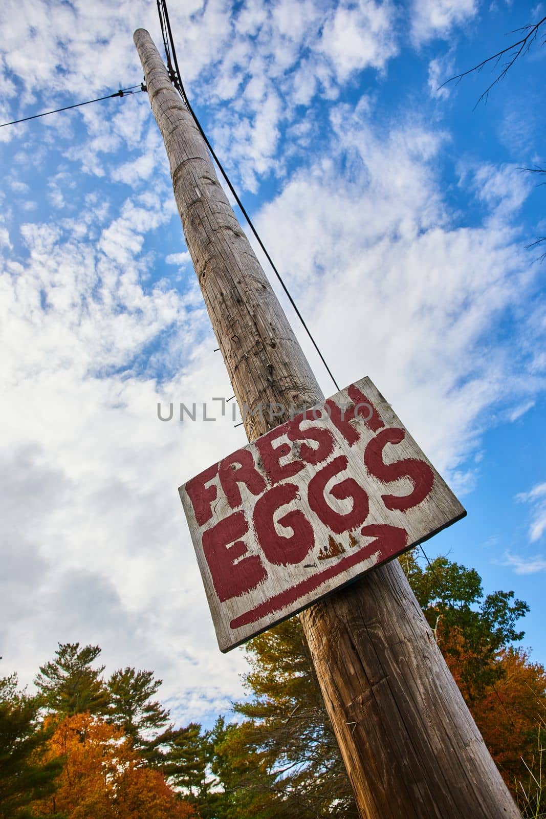 Image of Telephone pole with simple Fresh Eggs sign