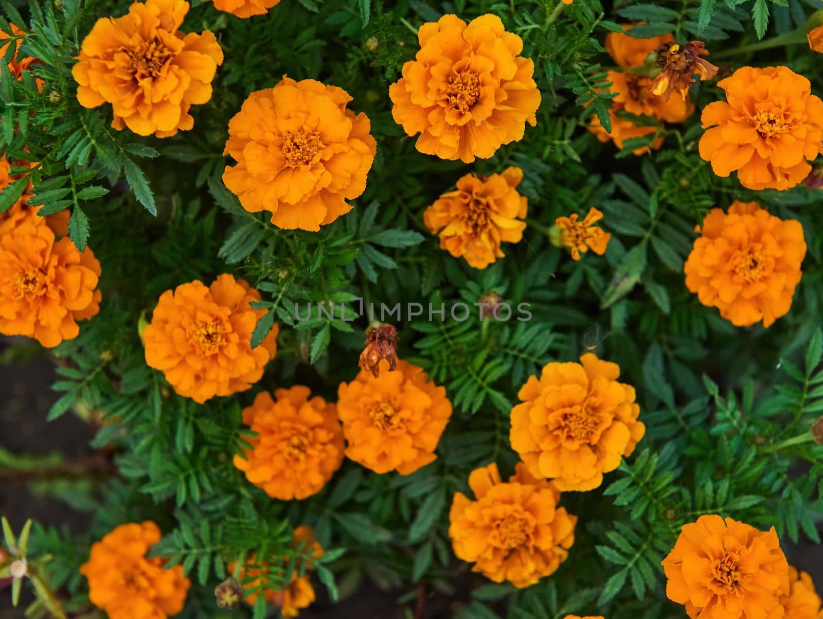 Marigold bright orange flowers with green leaves in the garden. Flowers close up, growing, top view. by artgf