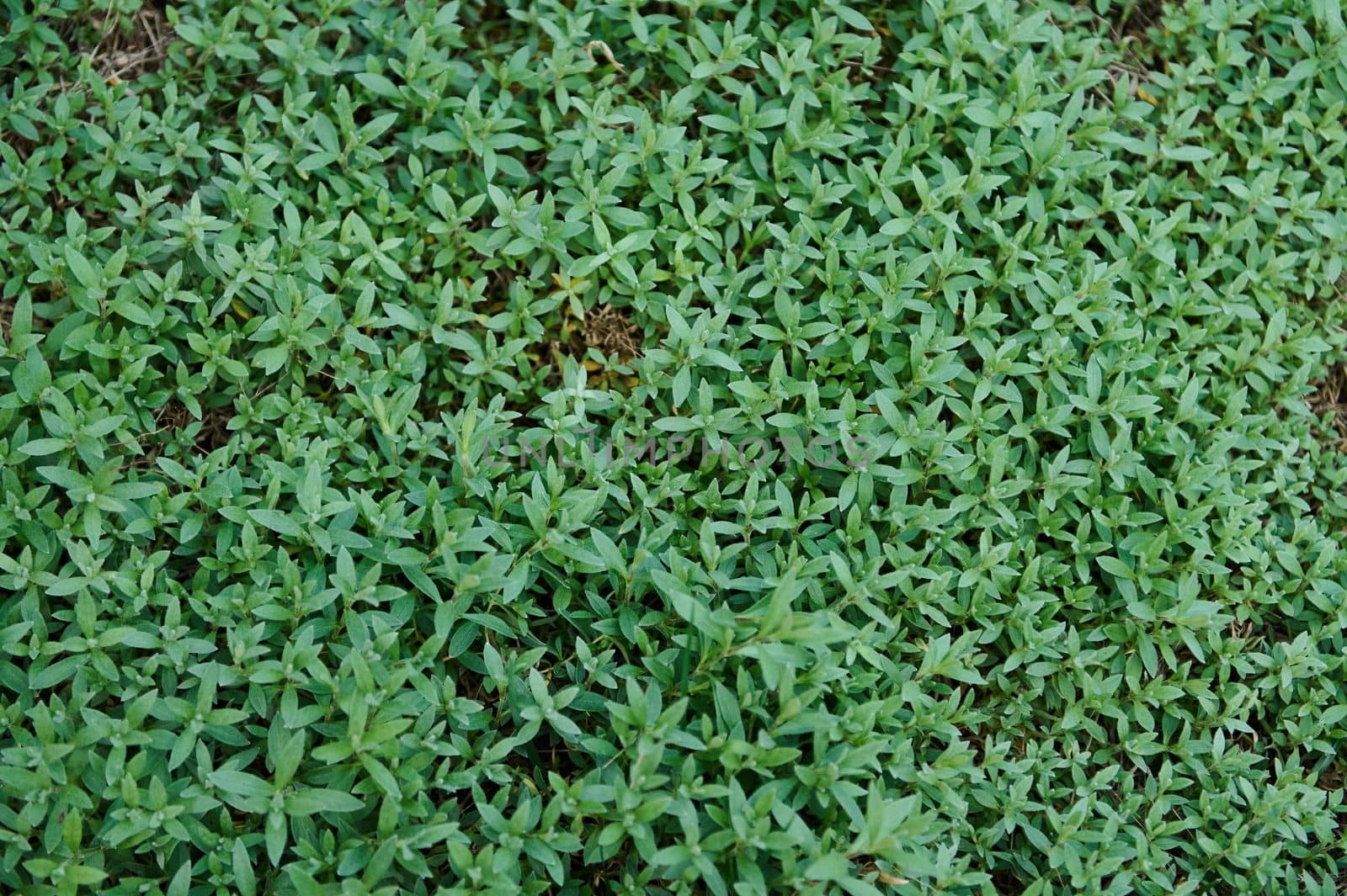Top view. Shot of green grass or lawn texture. Idea concept used for making green background