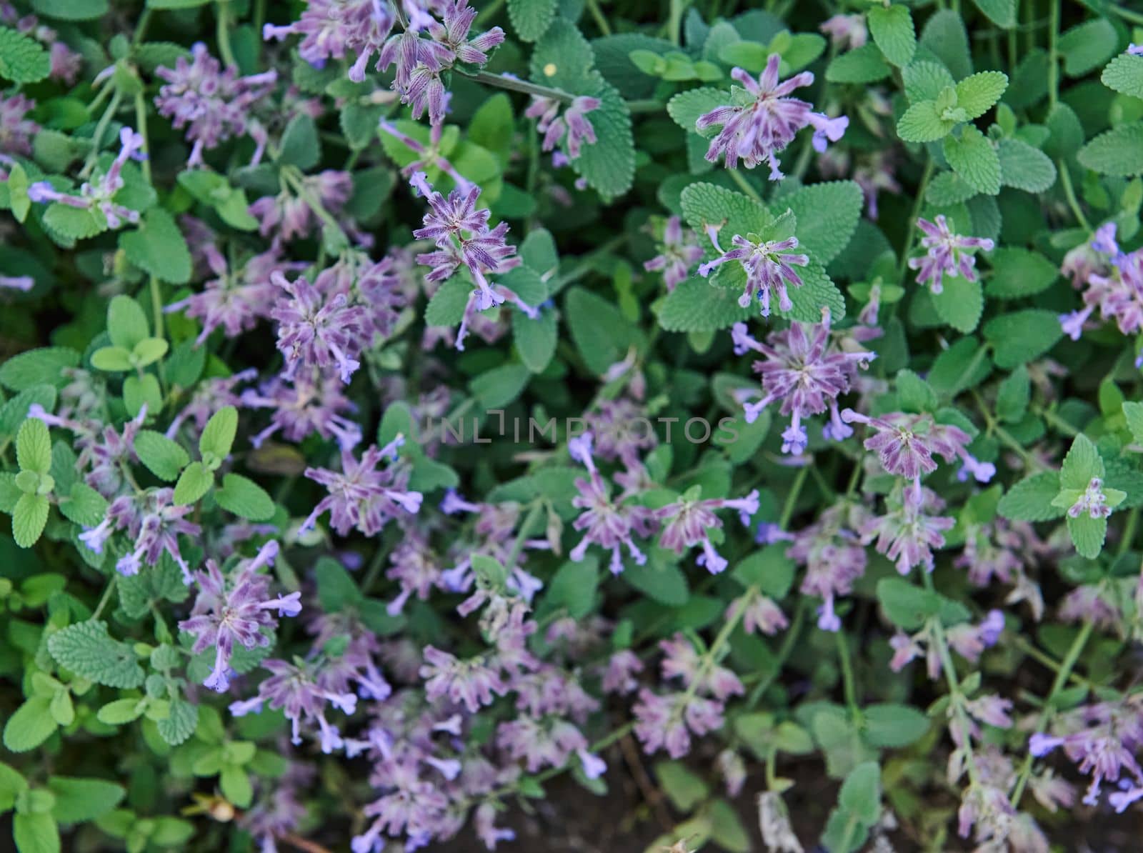 Purple flowers of wild mint plant with green leaves in the garden. Flowers close up, growing, top view. by artgf
