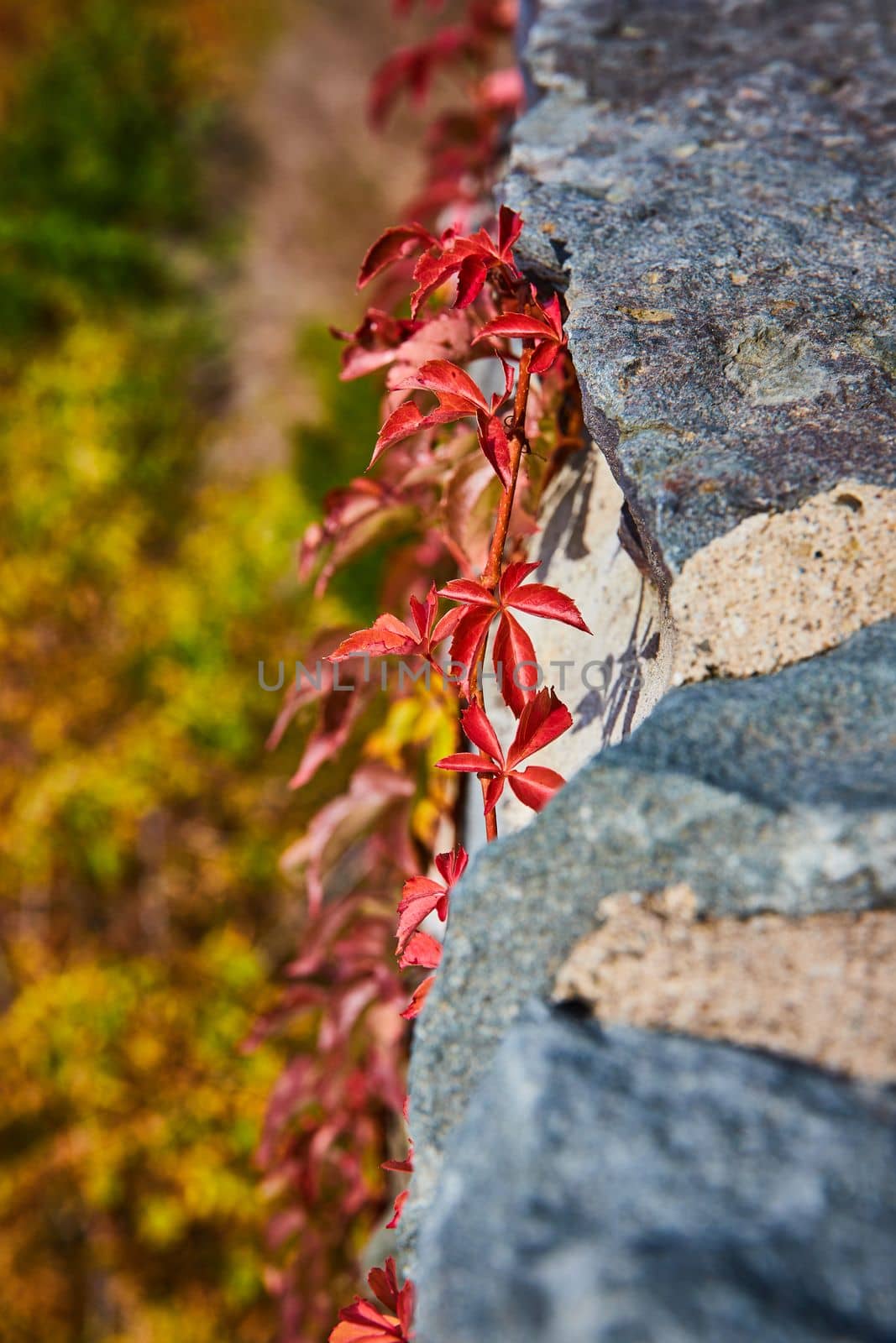 Detail of red leafed vines clinging onto stone wall with soft colorful brush behind by njproductions