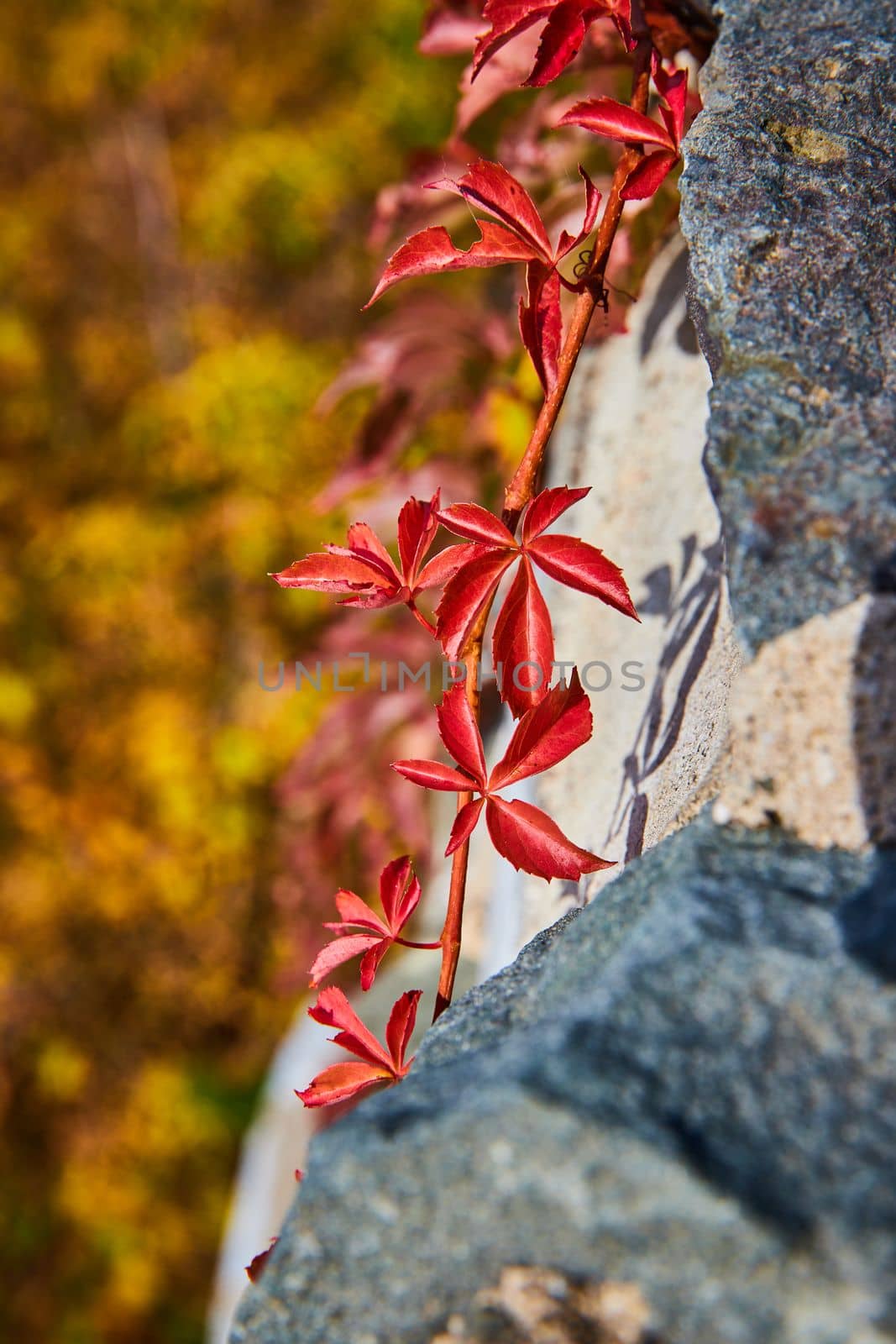Red vine plant detail growing on stone wall from side with soft colorful plants behind by njproductions