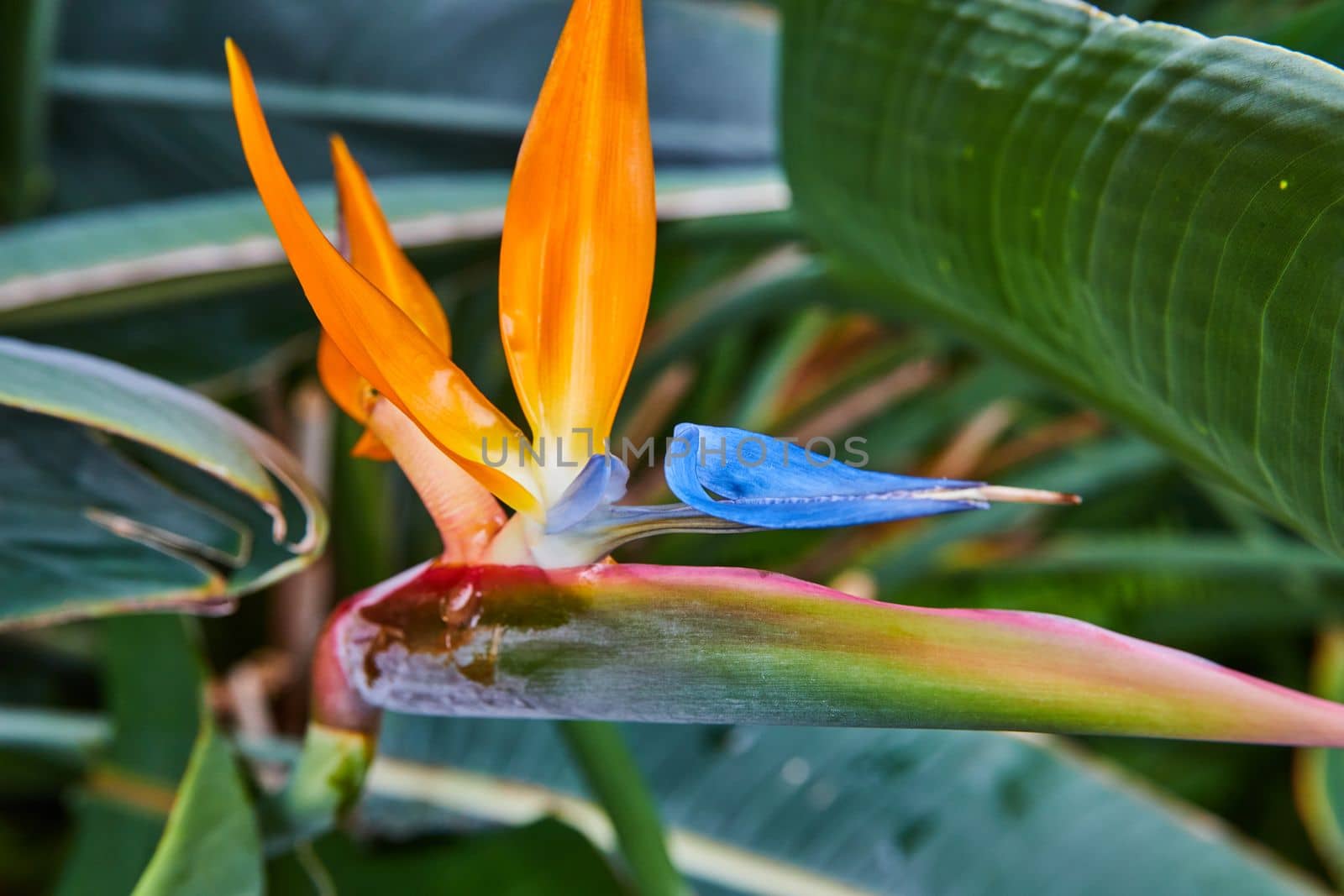 Image of Orange Bird of Paradise plant in rainforest detail