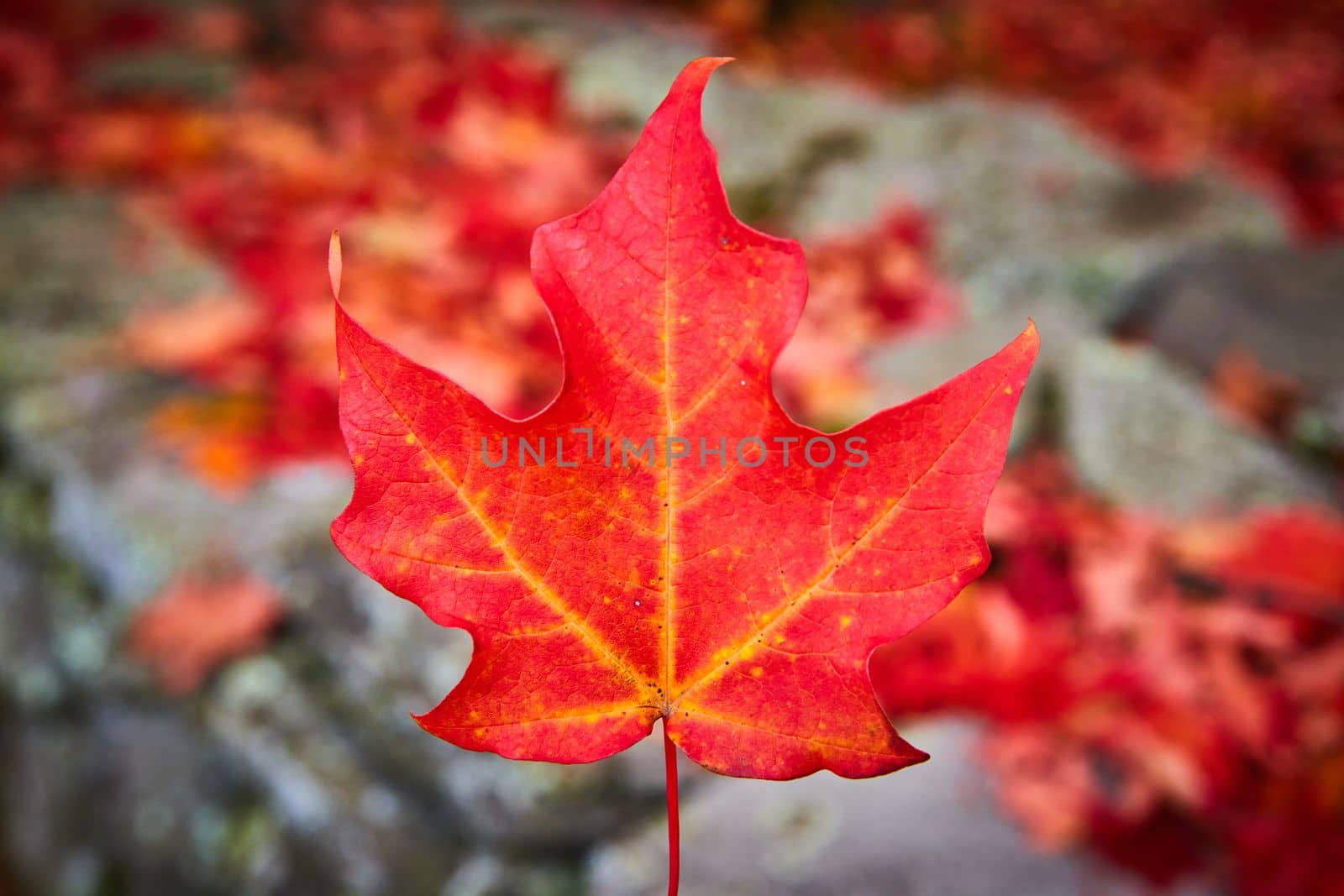 Image of Focus on single perfect red fall leaf in center with grey and red soft background