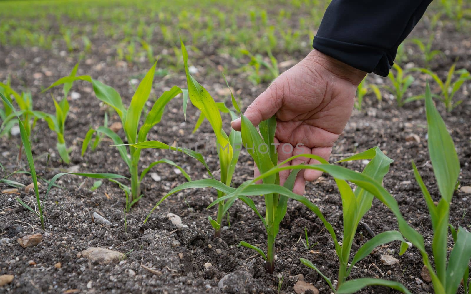 Fresh green sprouts of maize in spring on the field, and hand farmer, cultivated agricultural farm field, High quality photo