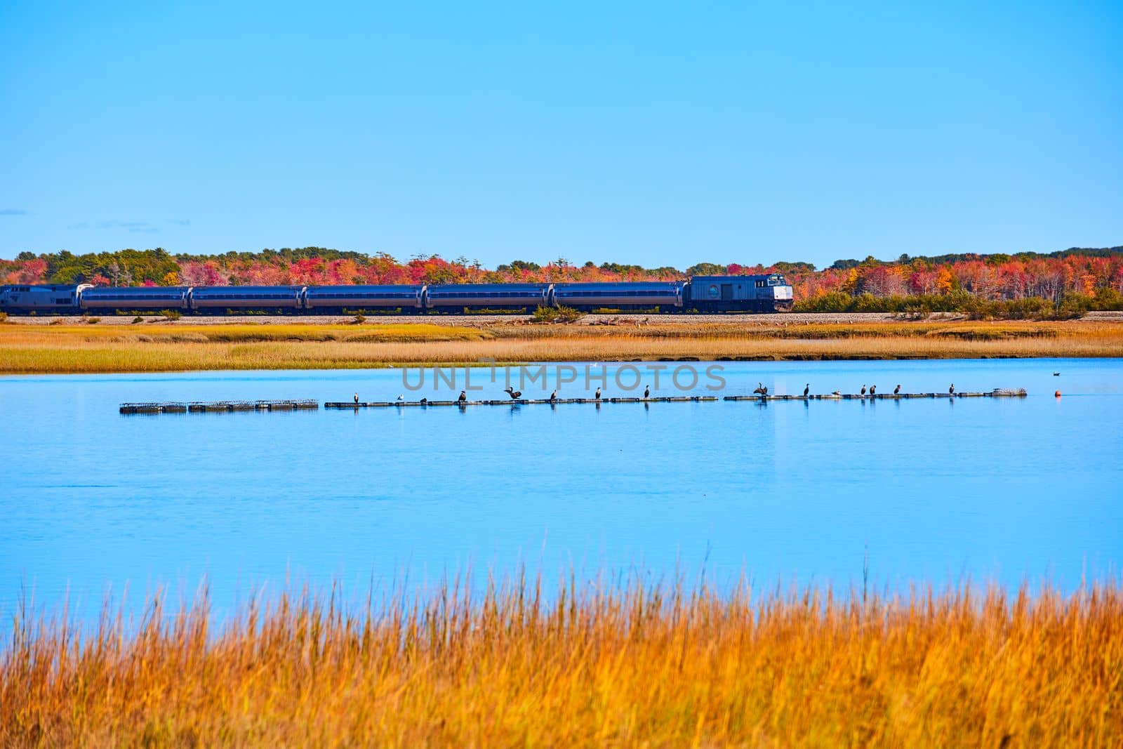 Image of Amtrak train going through marshes in Maine with birds on floating sticks