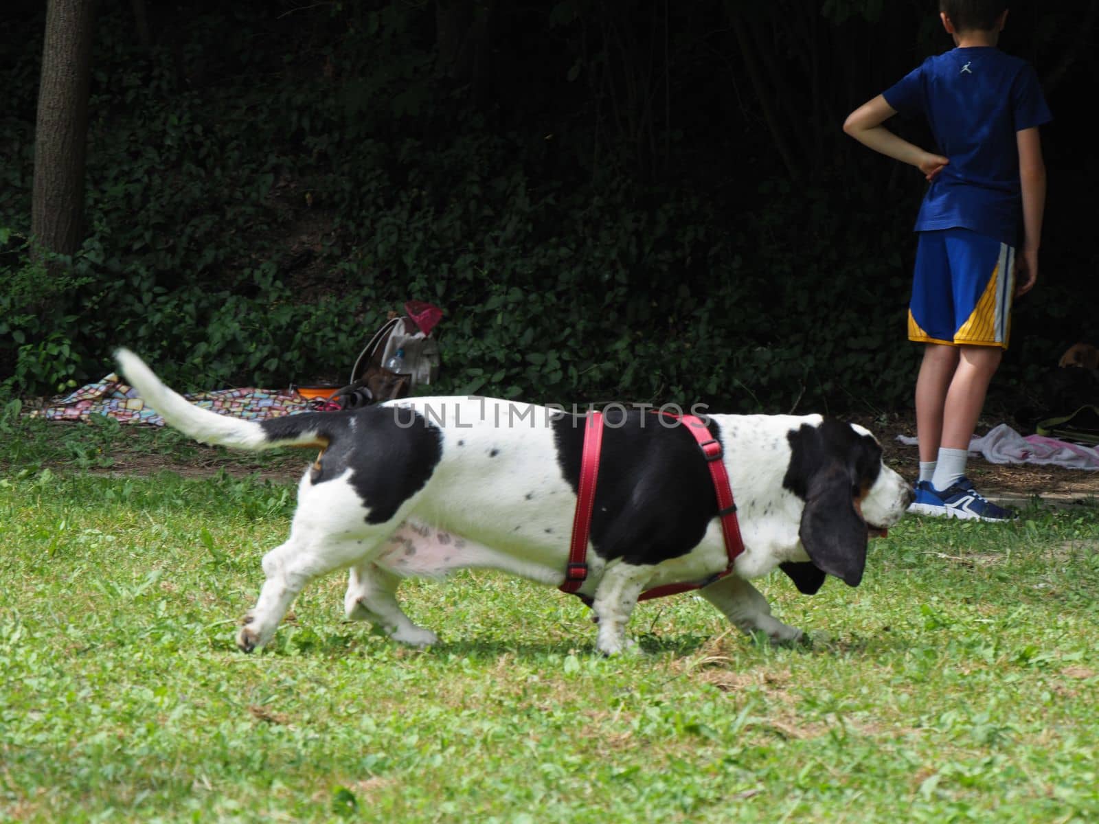 Relaxing black white brown funny basset hound in the garden in summer