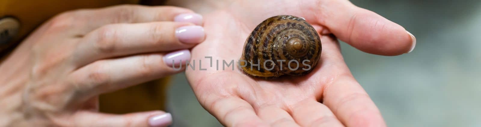 Close-up of snails on women's hand in the hothouse of a farm for growing snails