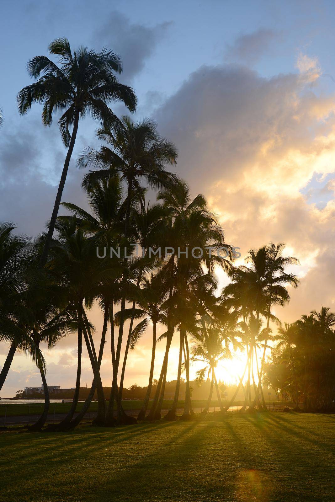 Coconut Tree from Hilo, Big Island