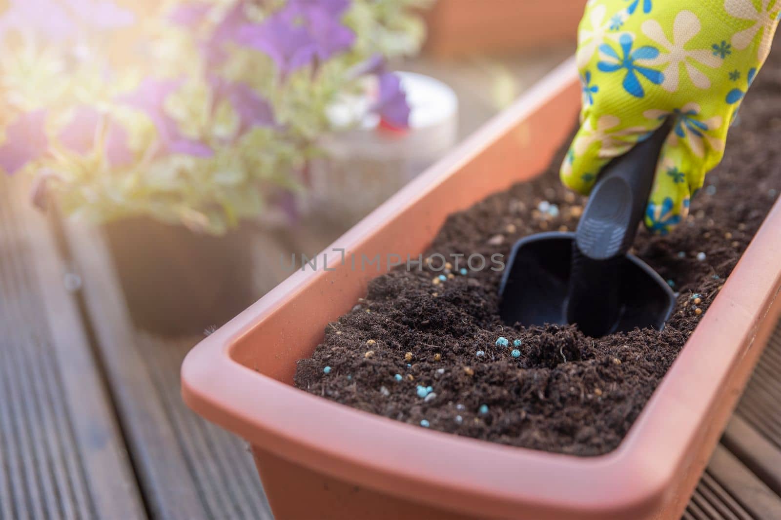 Planting flowers in spring. Planting spring flowers in pots. The hands of a woman with a garden shovel are digging the ground for planting flower seedlings. by SERSOL