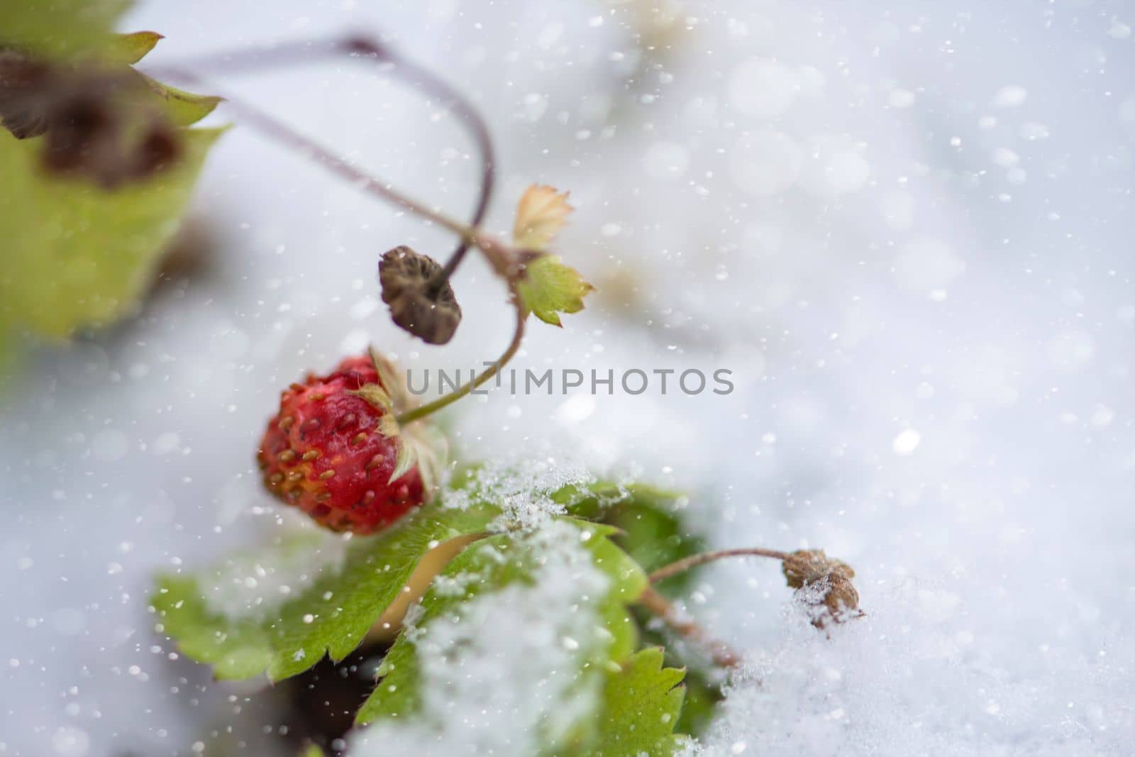 Wild strawberries, snow in summer. Ripe wild strawberries in the garden covered with snow. Sudden snowfall