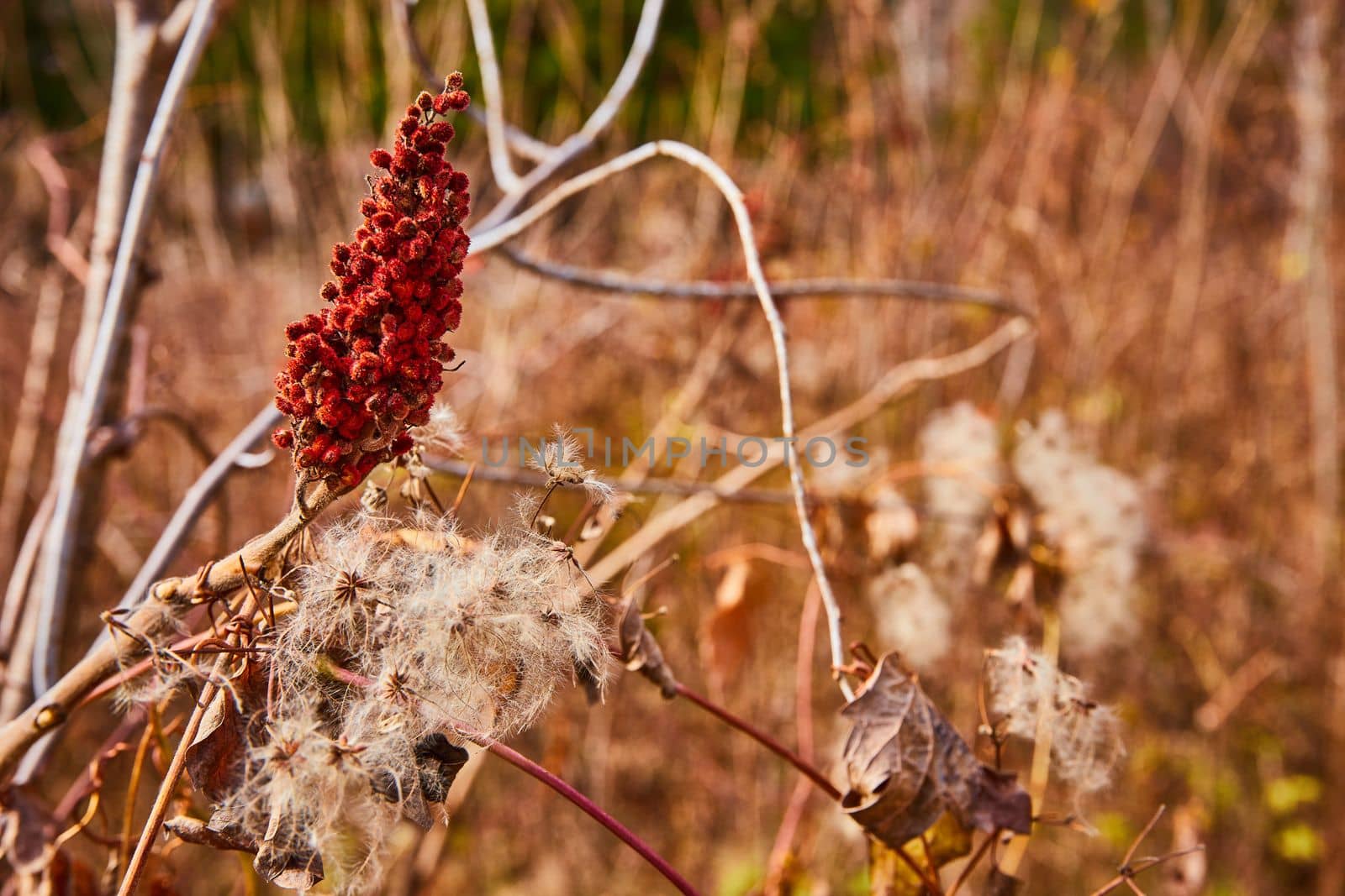 Image of Fields of Staghorn sumac and milkweed pods in fields of light brown