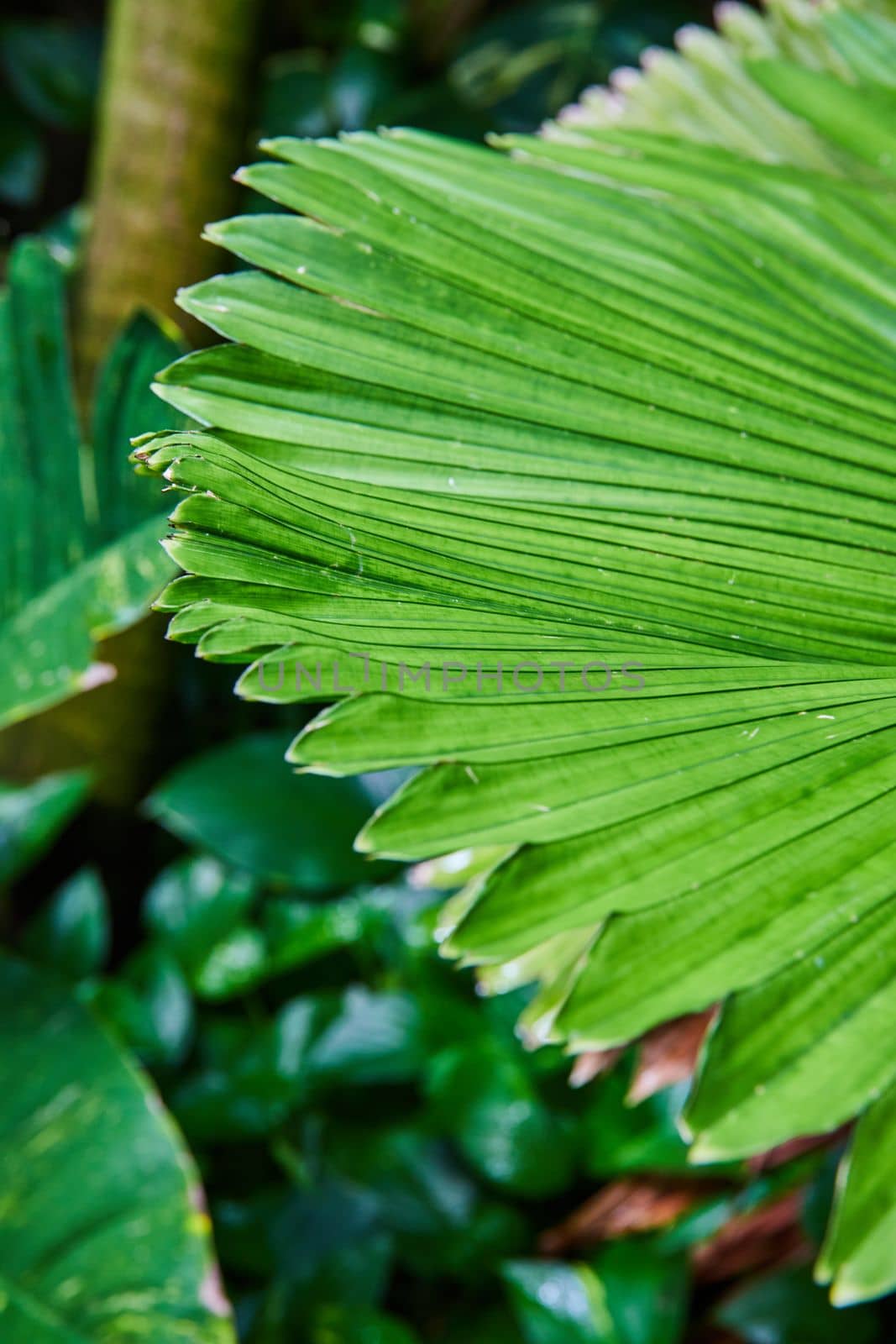 Fan shape leaves on rainforest plant in detail by njproductions